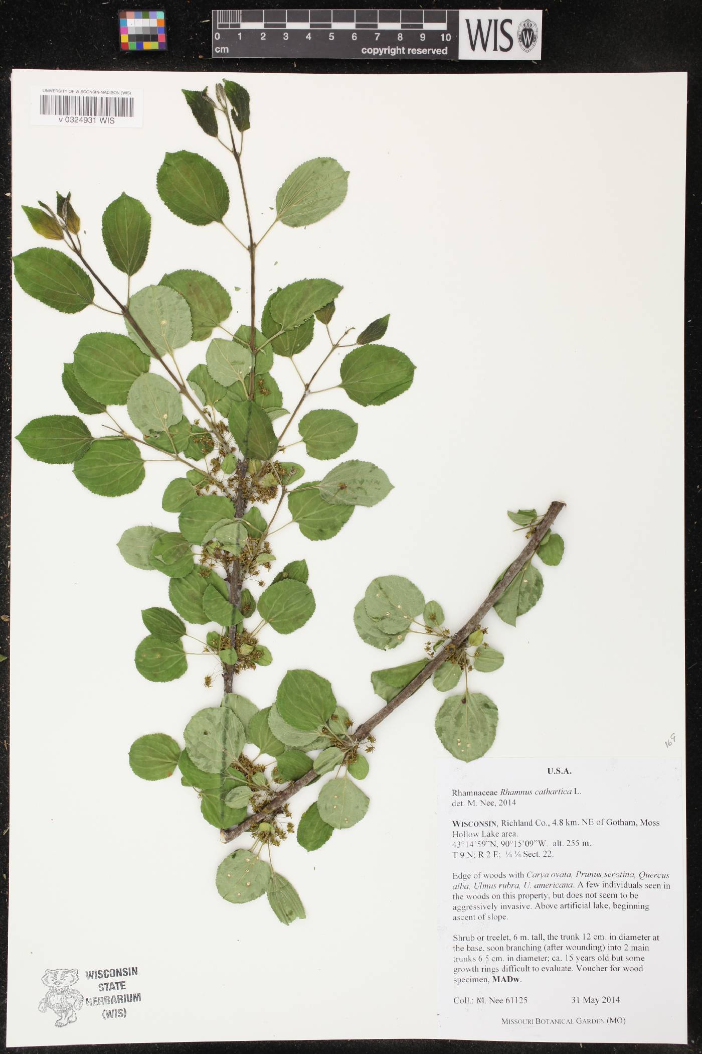 Rhamnus cathartica image