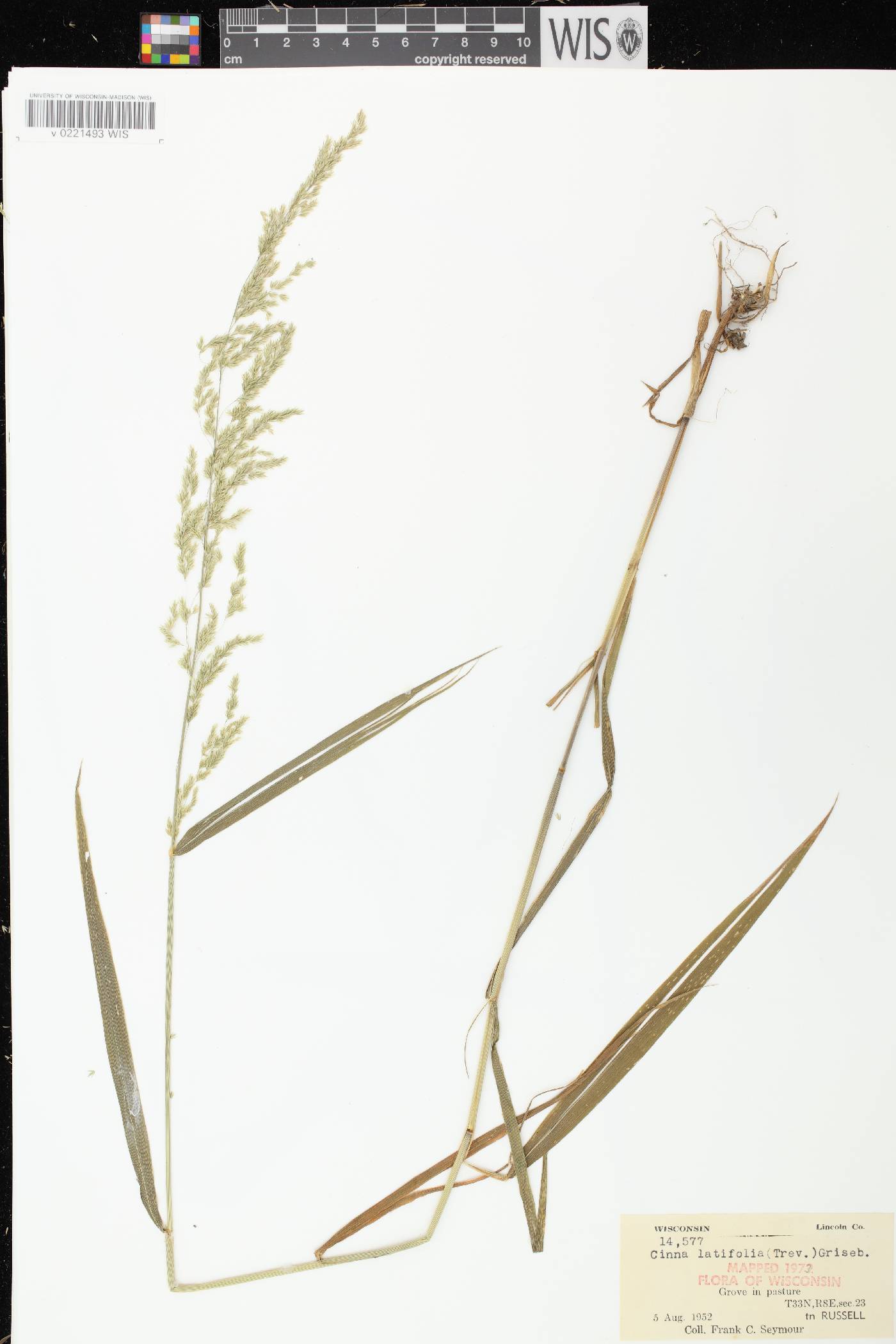 Cinna latifolia image