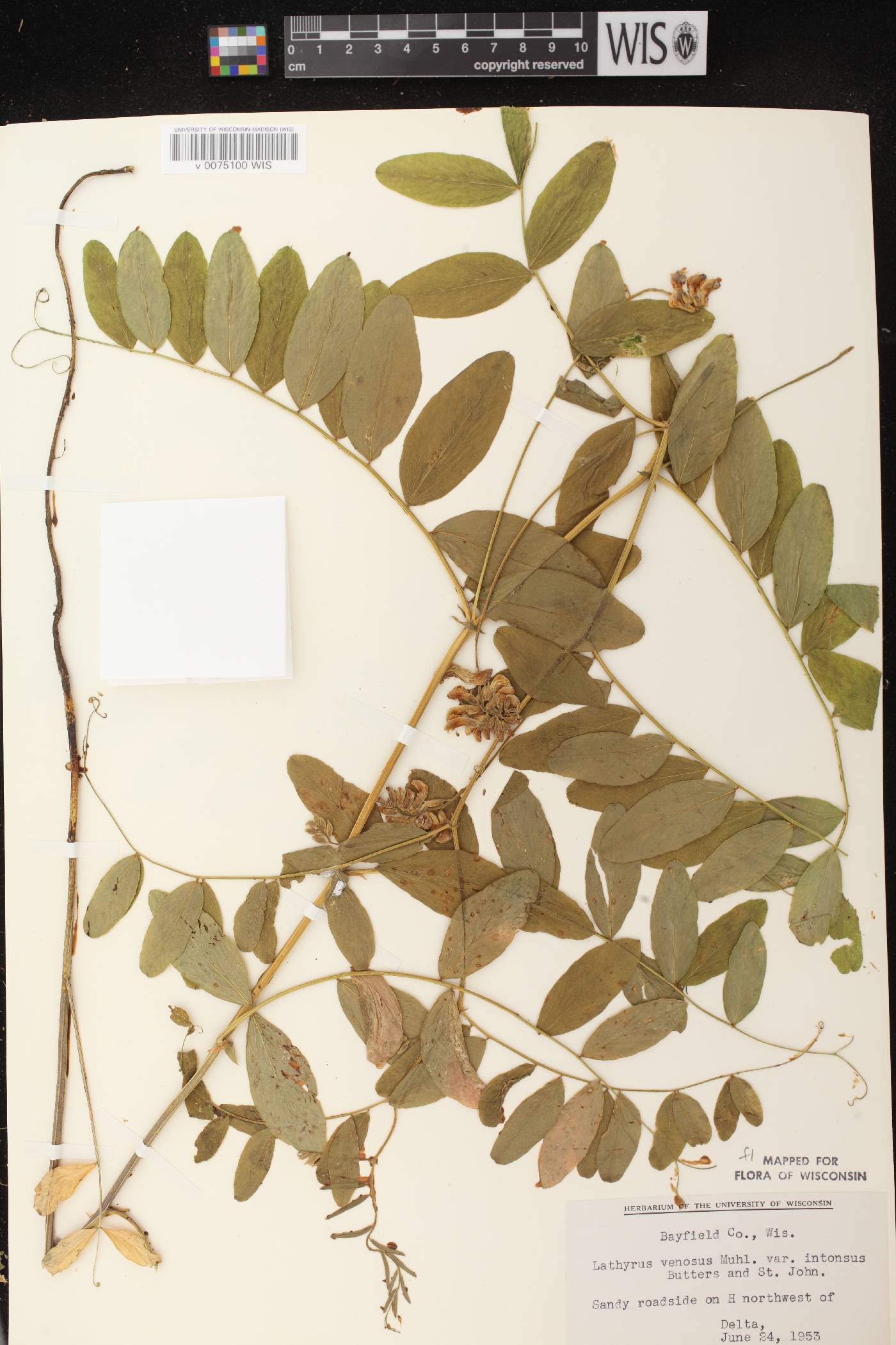 Lathyrus venosus image