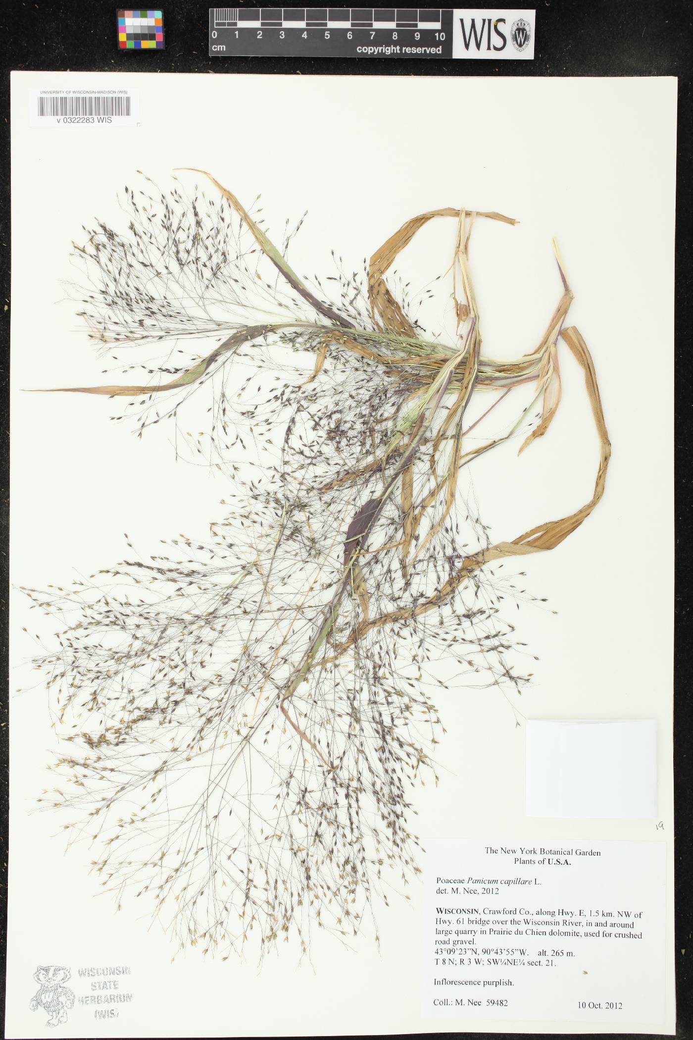 Panicum capillare image