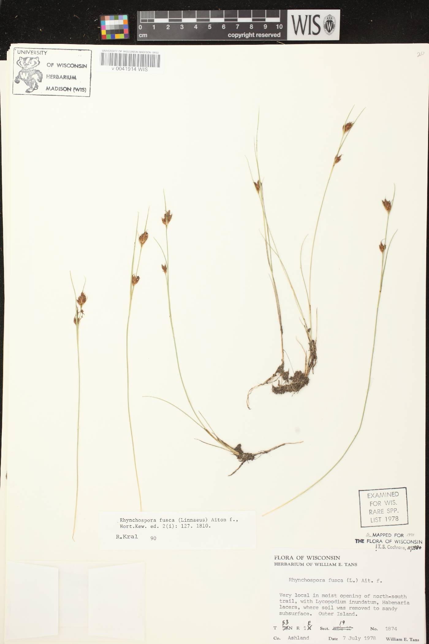 Rhynchospora fusca image