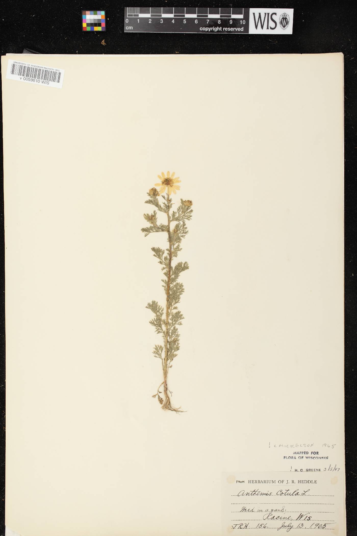Anthemis cotula image