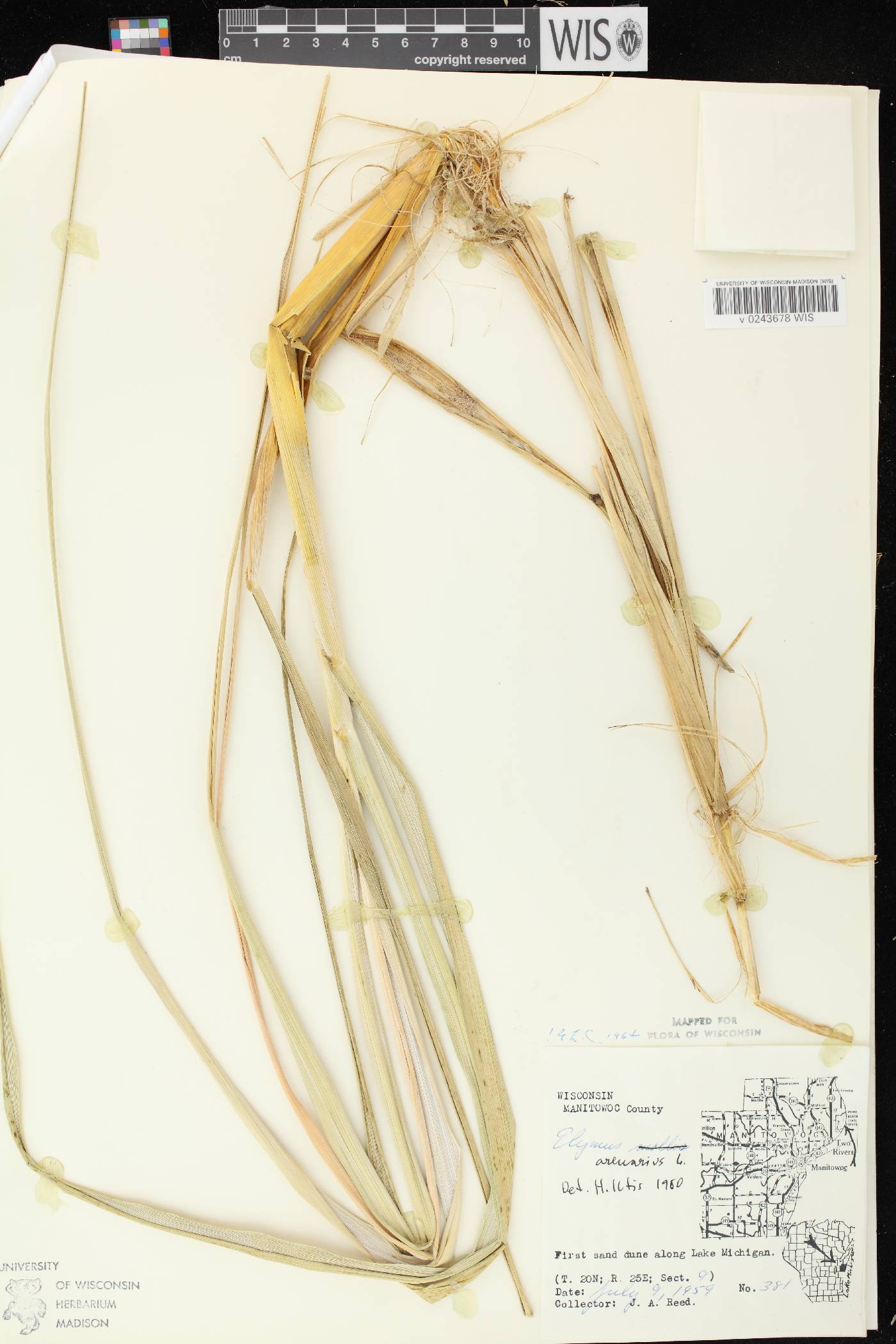 Leymus arenarius image