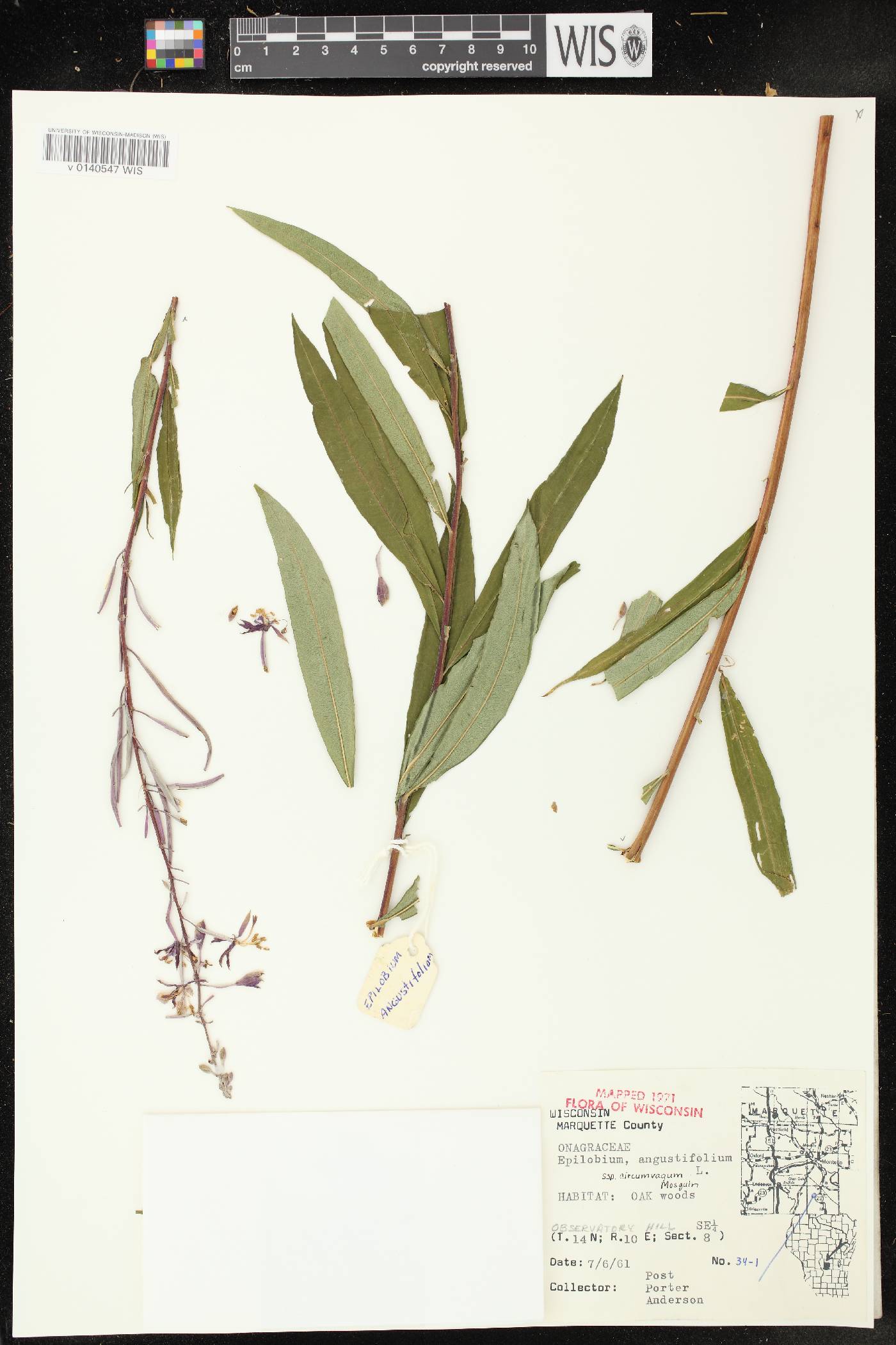 Chamerion angustifolium subsp. circumvagum image