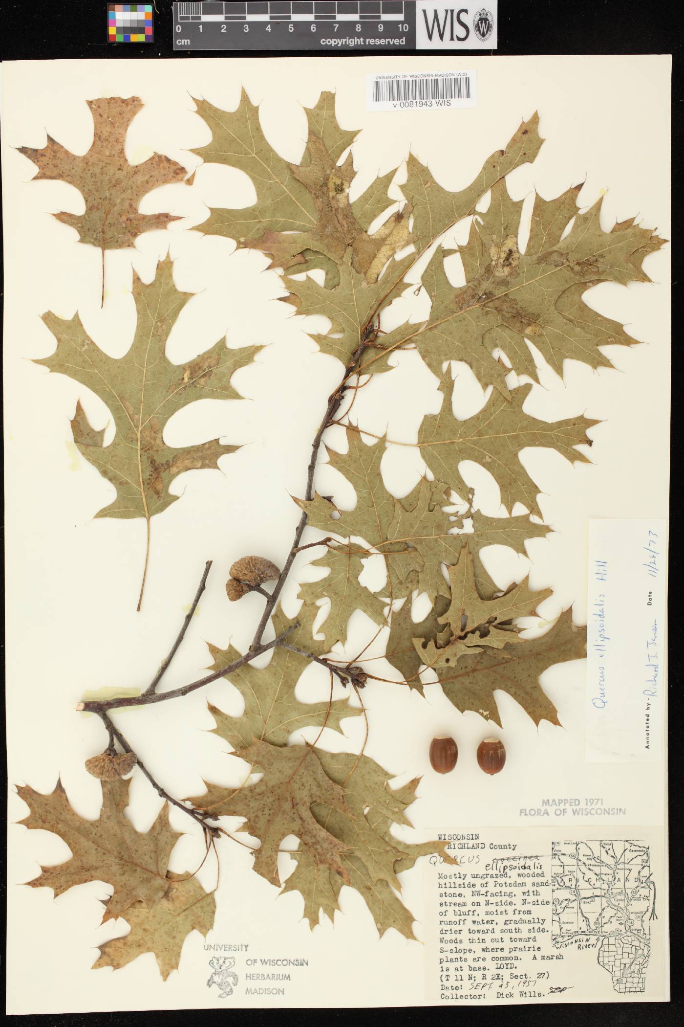 Quercus ellipsoidalis image