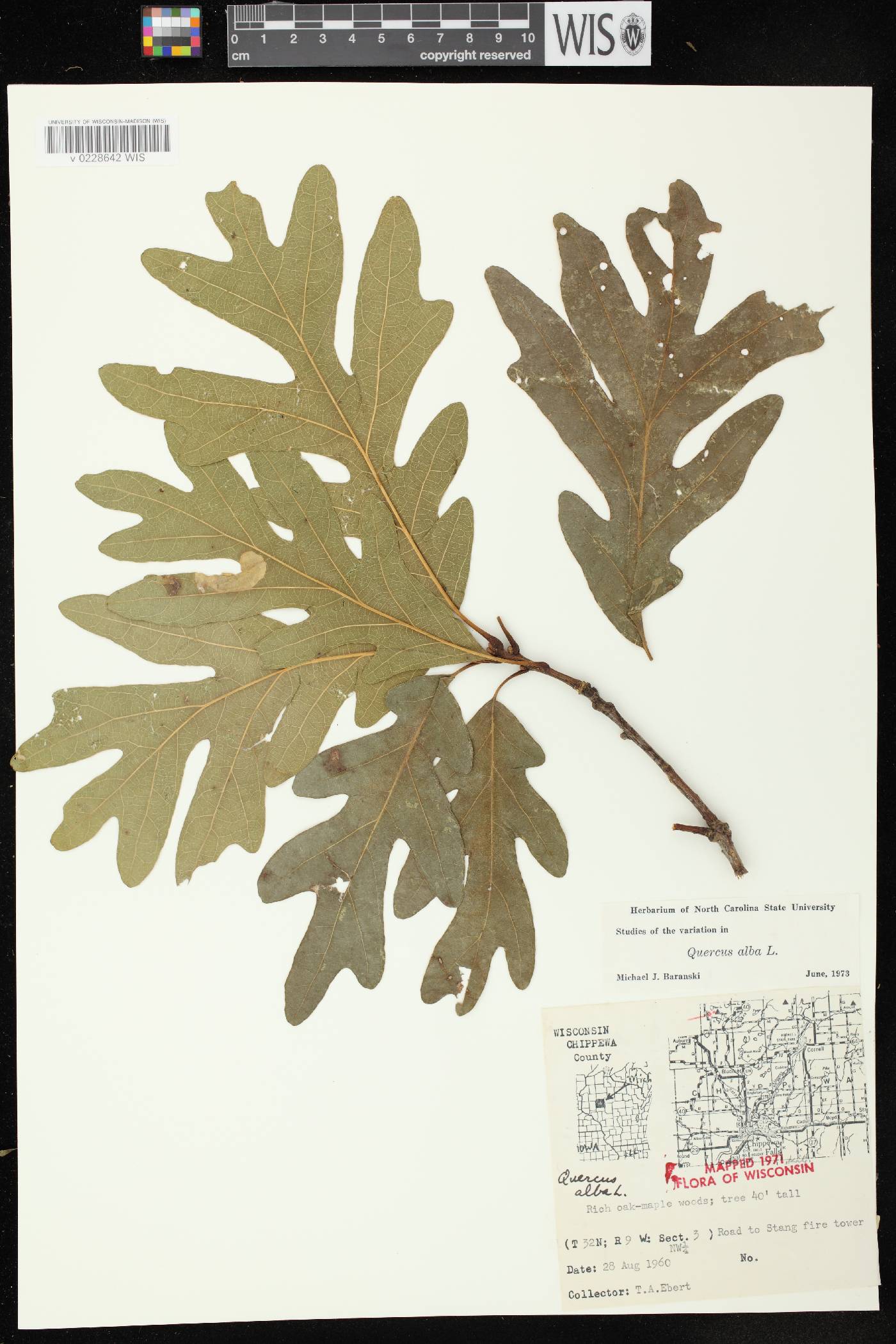 Quercus alba image