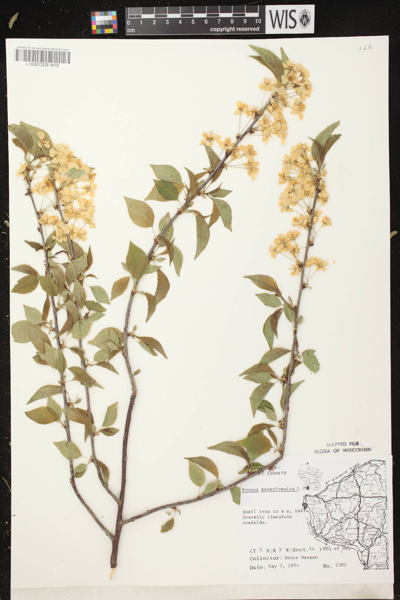 Prunus pensylvanica image