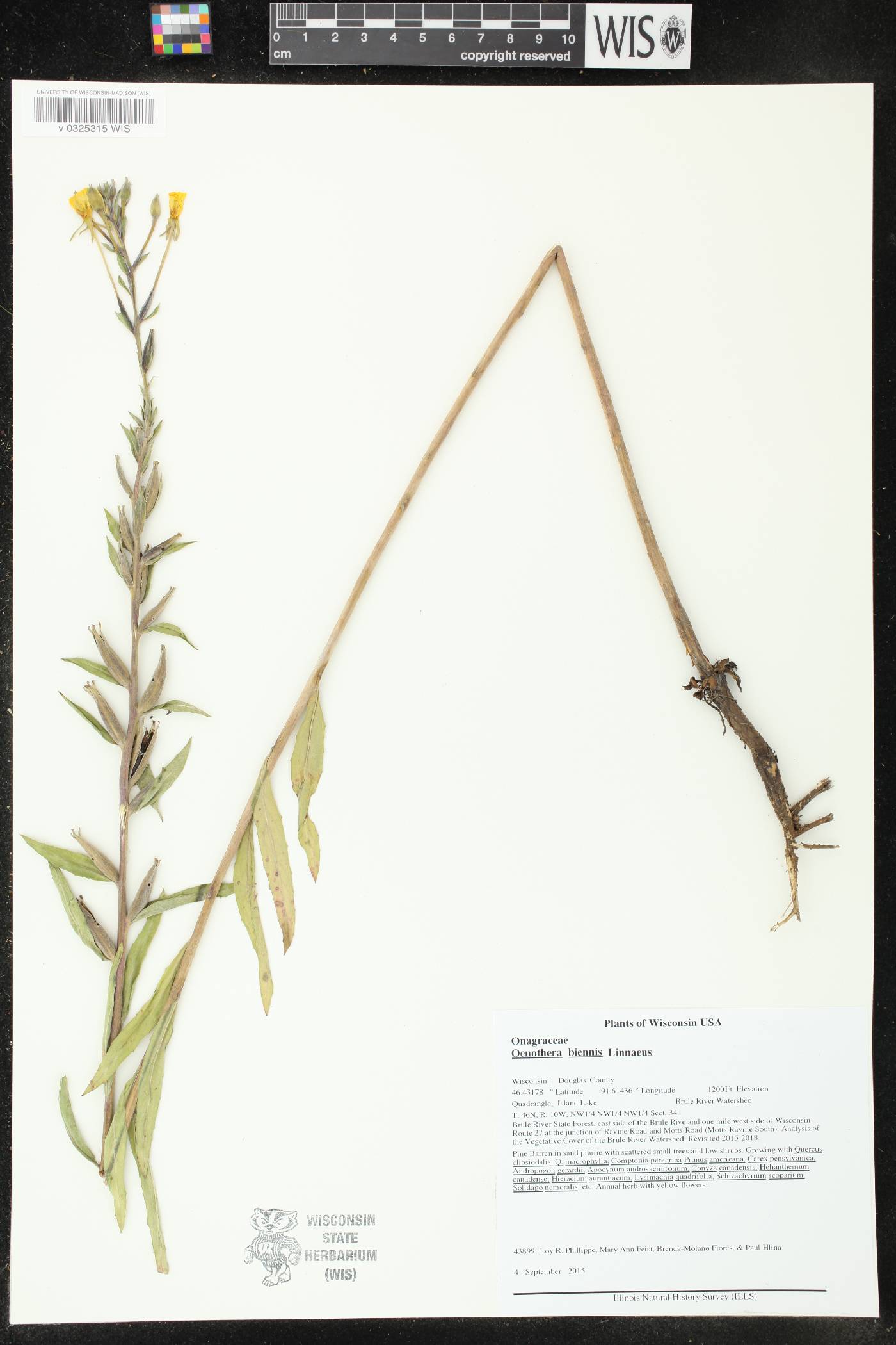 Oenothera biennis image