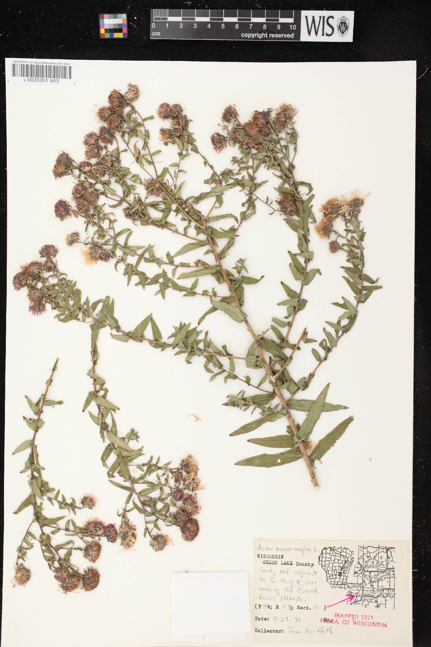 Symphyotrichum novae-angliae image