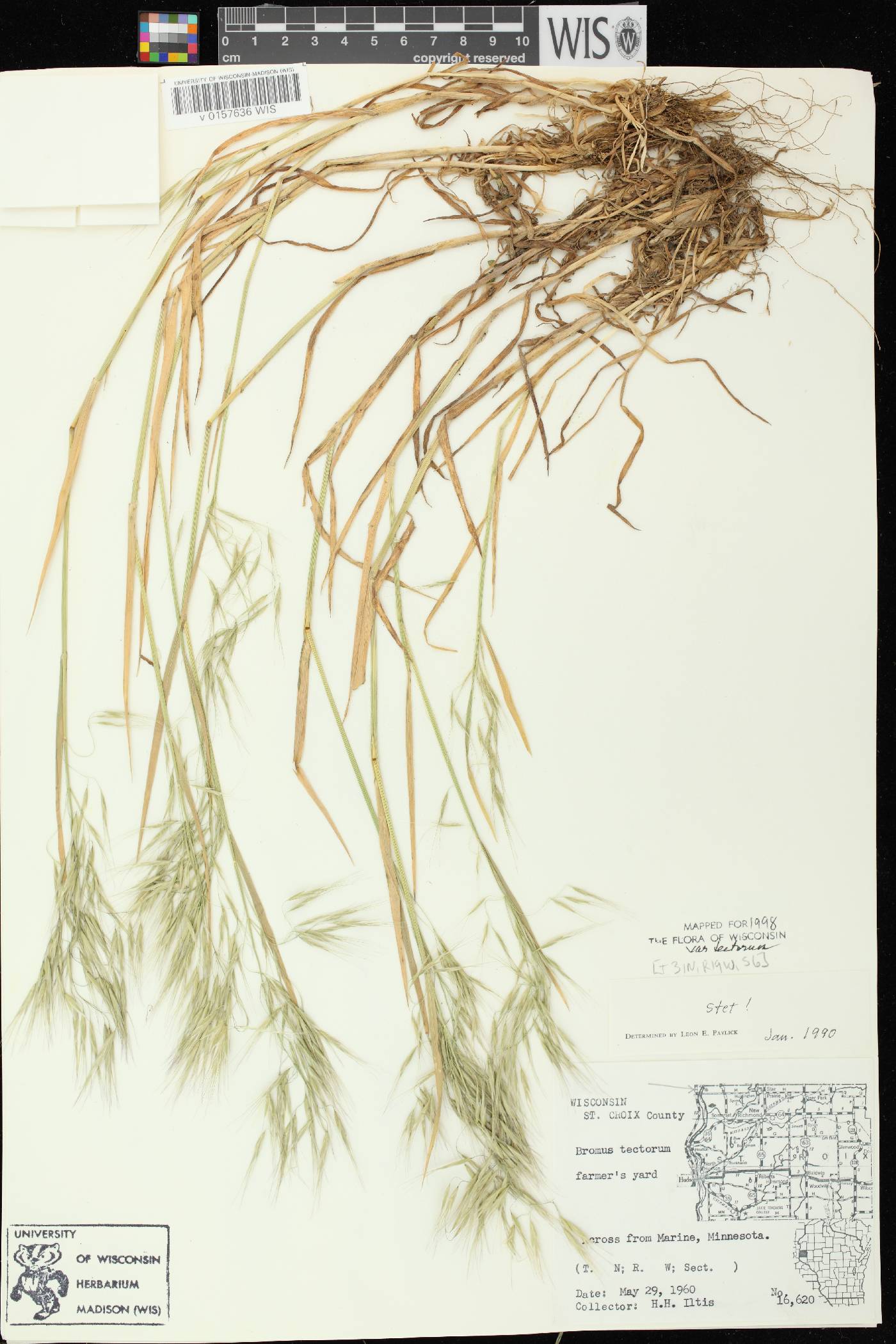Bromus tectorum image