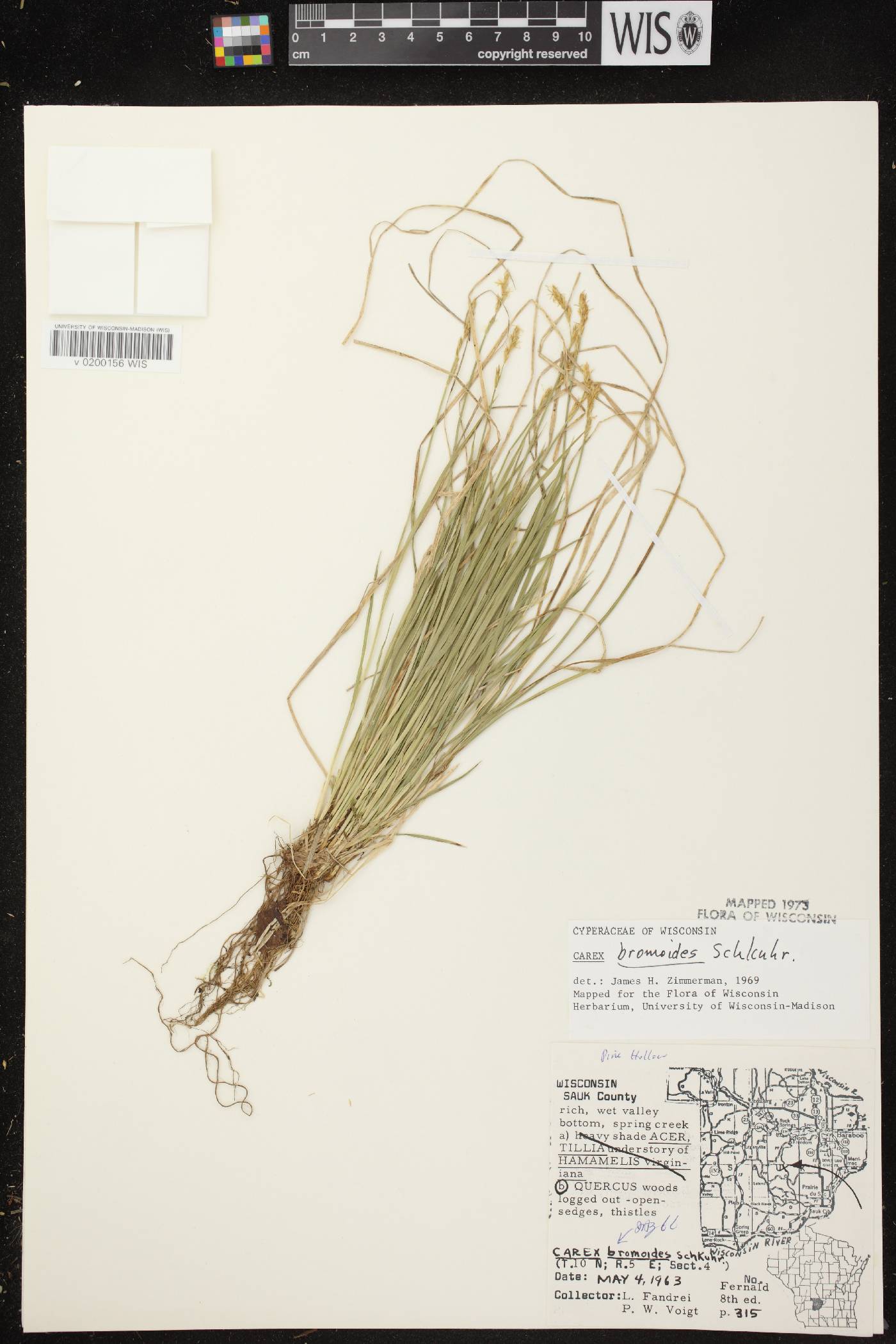 Carex bromoides image