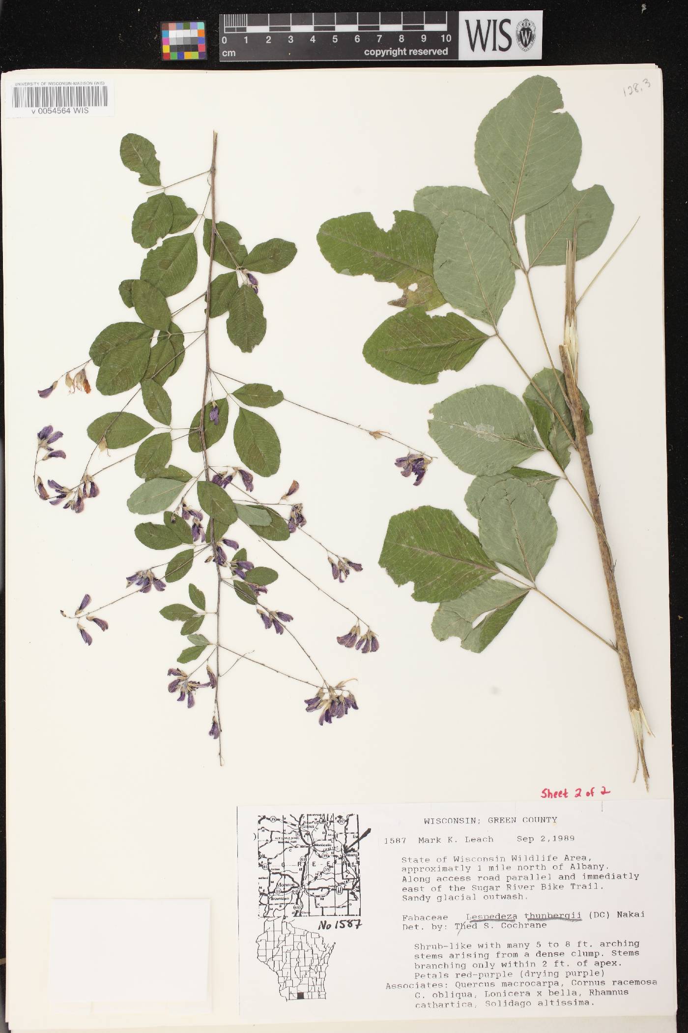 Lespedeza thunbergii image