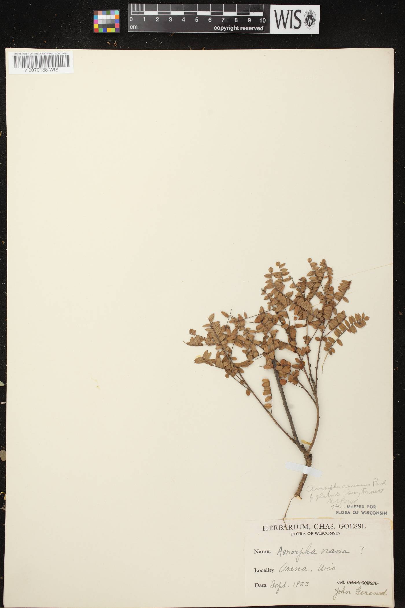 Amorpha canescens image