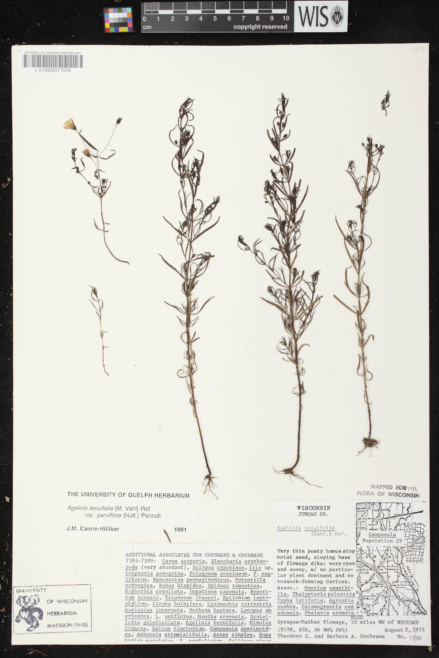 Agalinis tenuifolia image