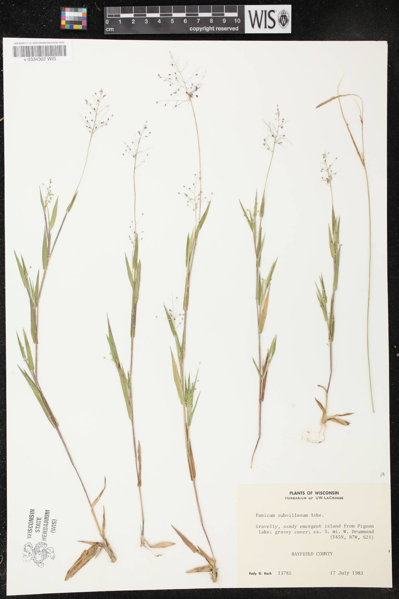 Dichanthelium acuminatum var. fasciculatum image