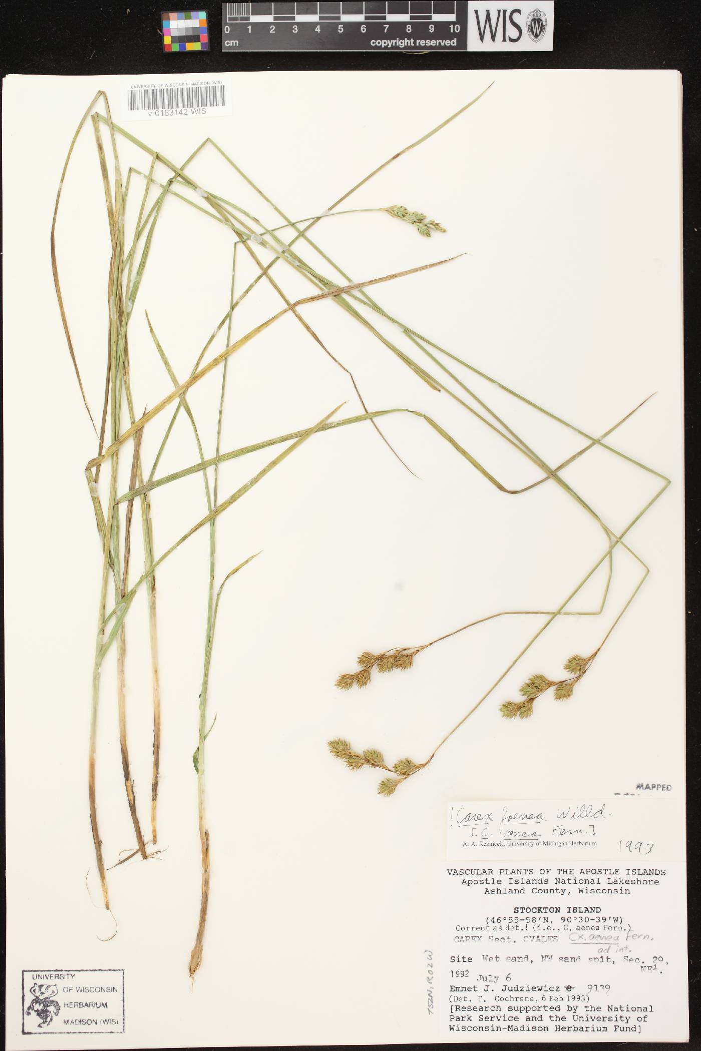 Carex foenea image