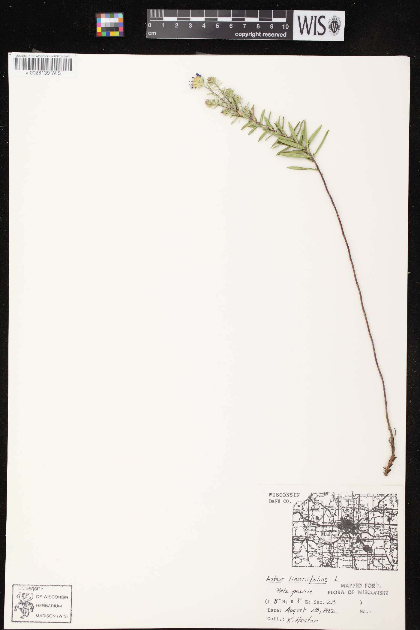 Ionactis linariifolia image