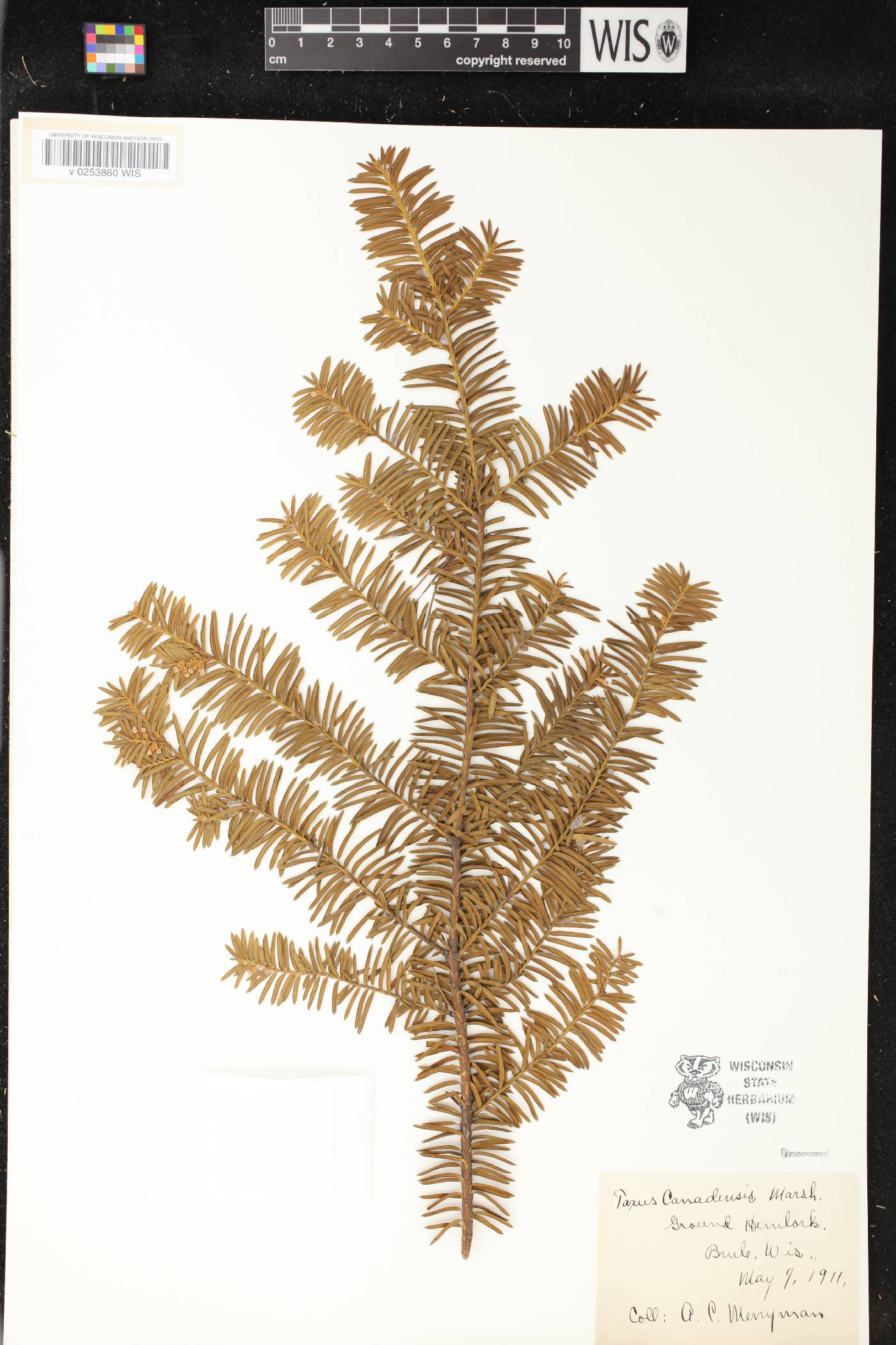 Taxus canadensis image