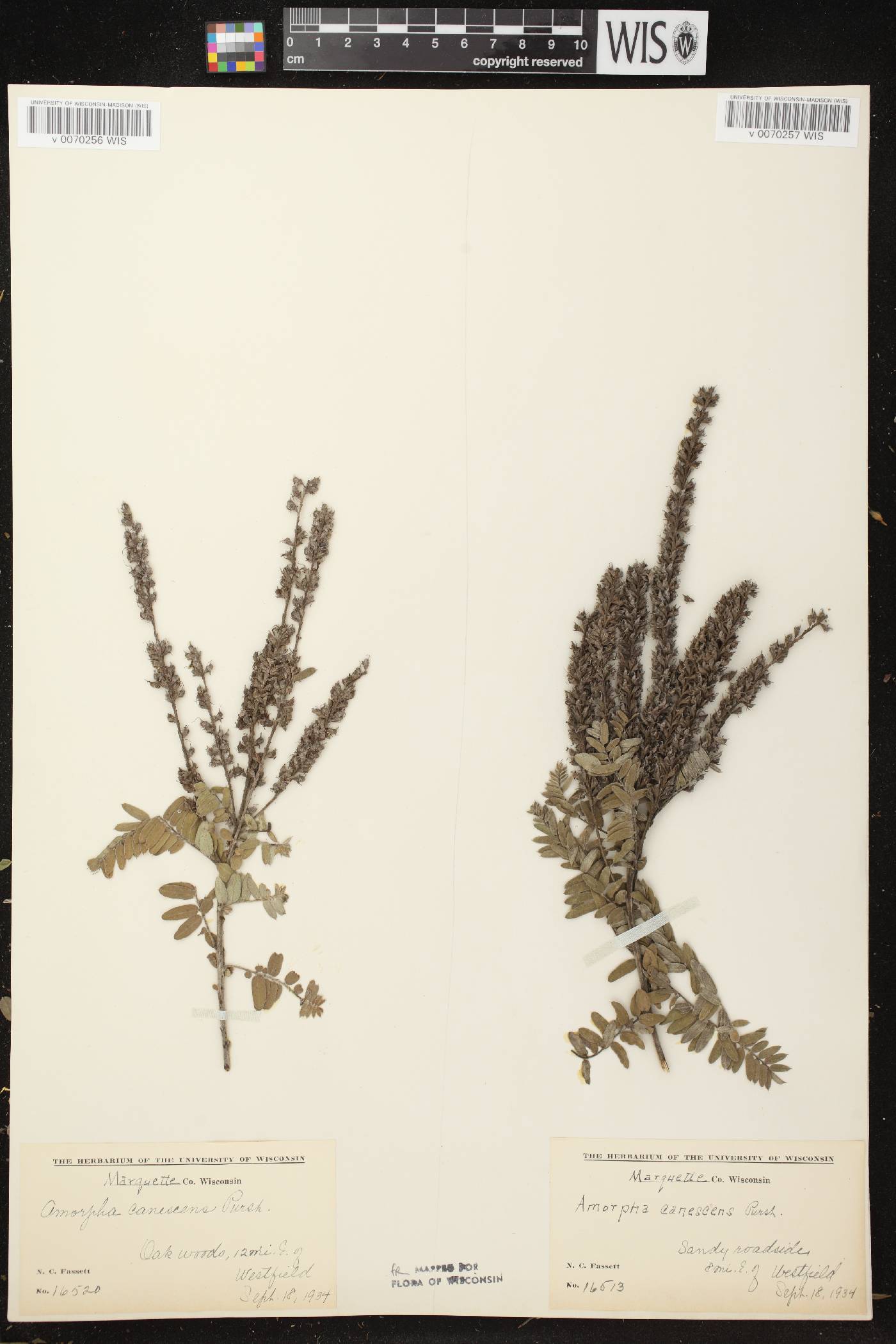 Amorpha canescens image