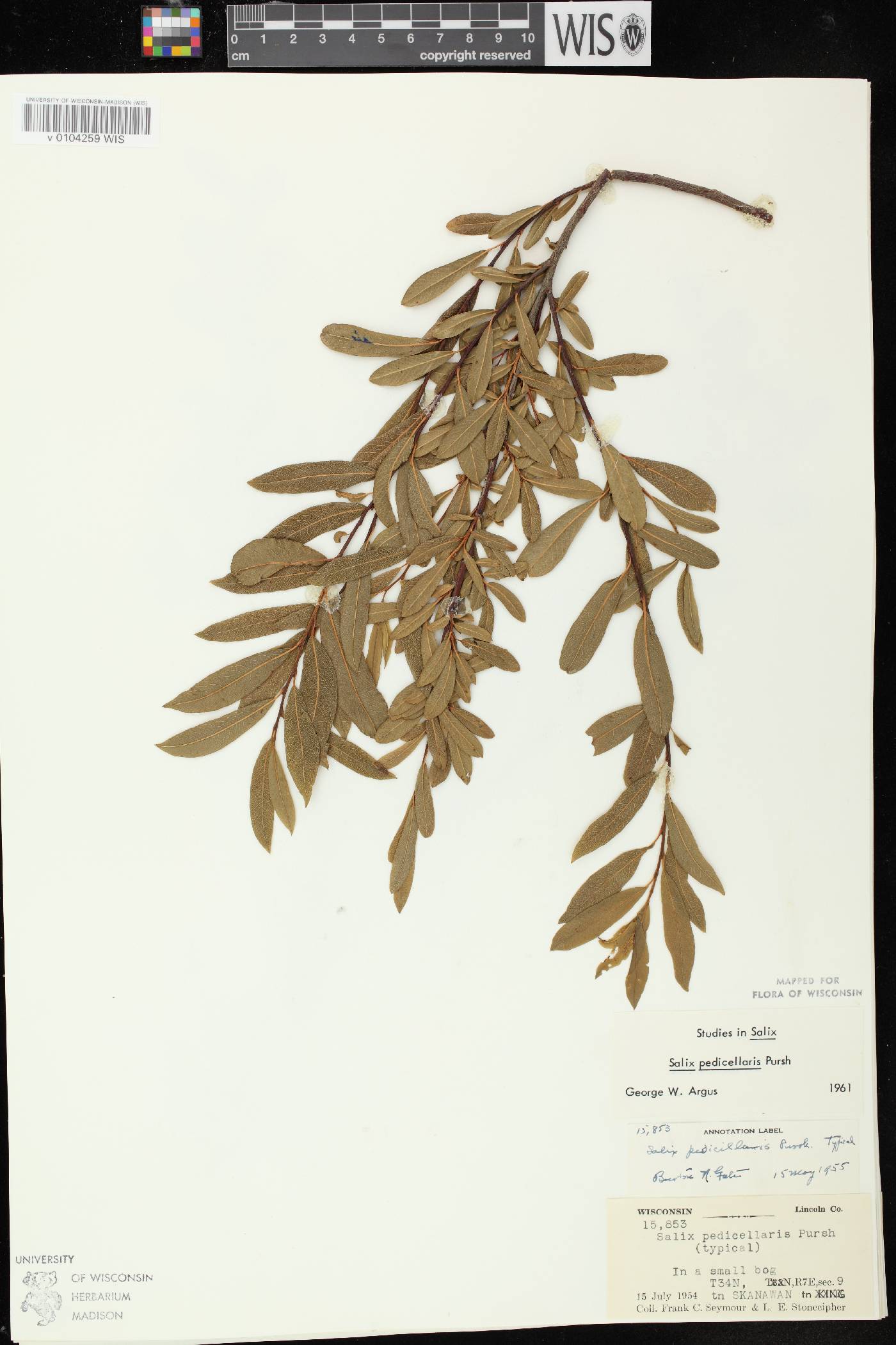 Salix pedicellaris image