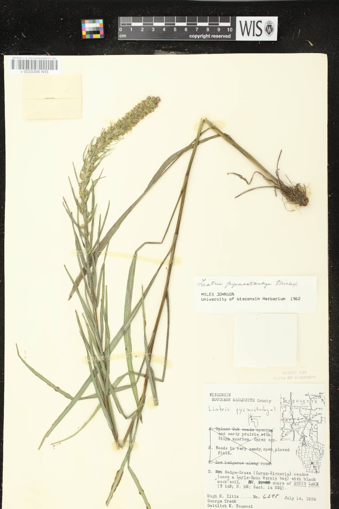 Liatris pycnostachya var. pycnostachya image