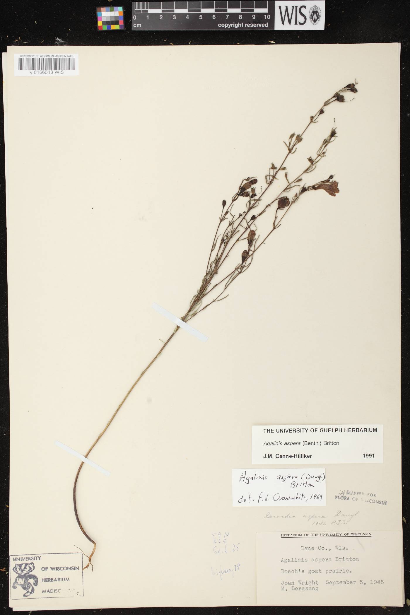 Agalinis aspera image