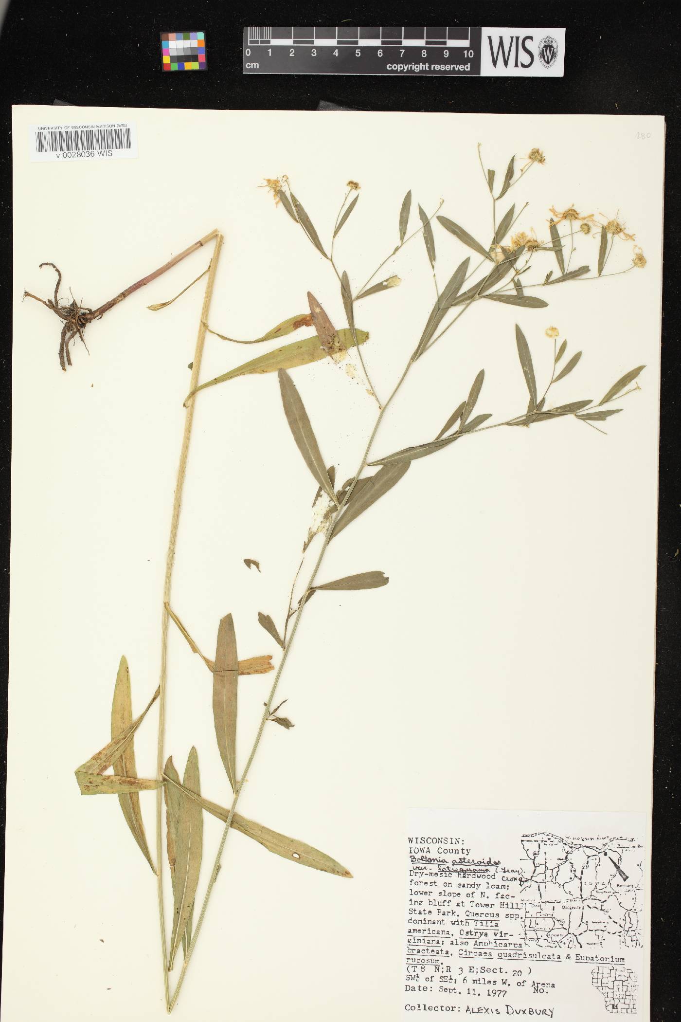 Boltonia asteroides var. recognita image