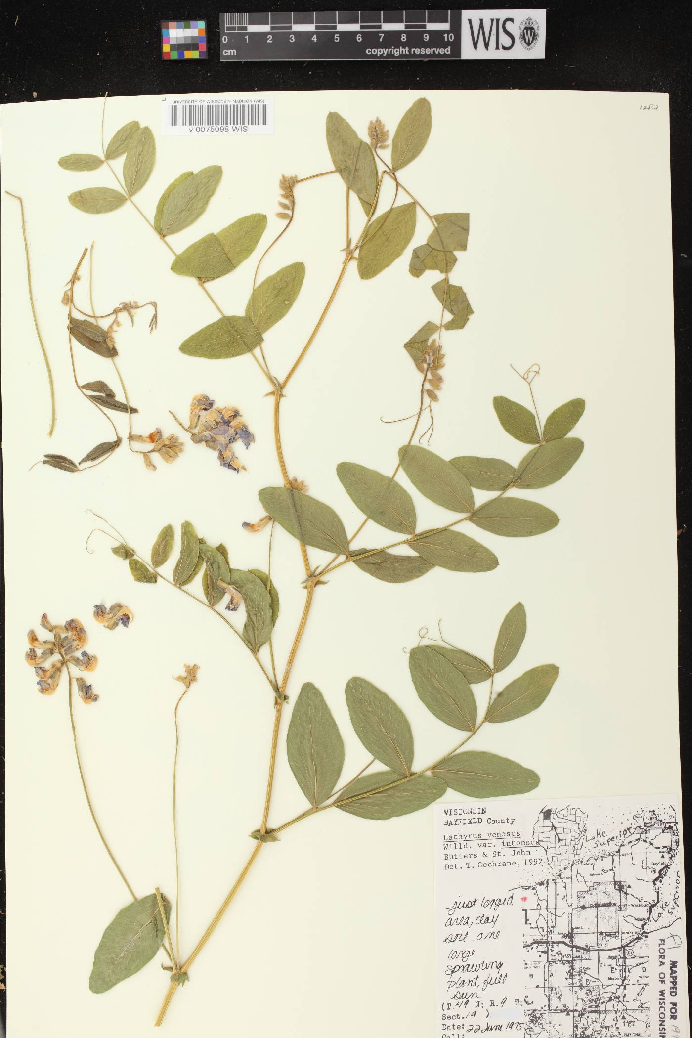 Lathyrus venosus image