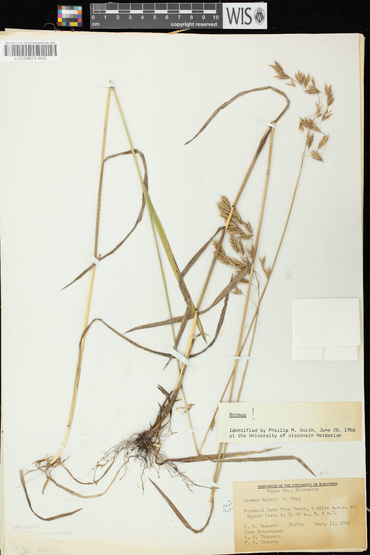 Bromus kalmii image