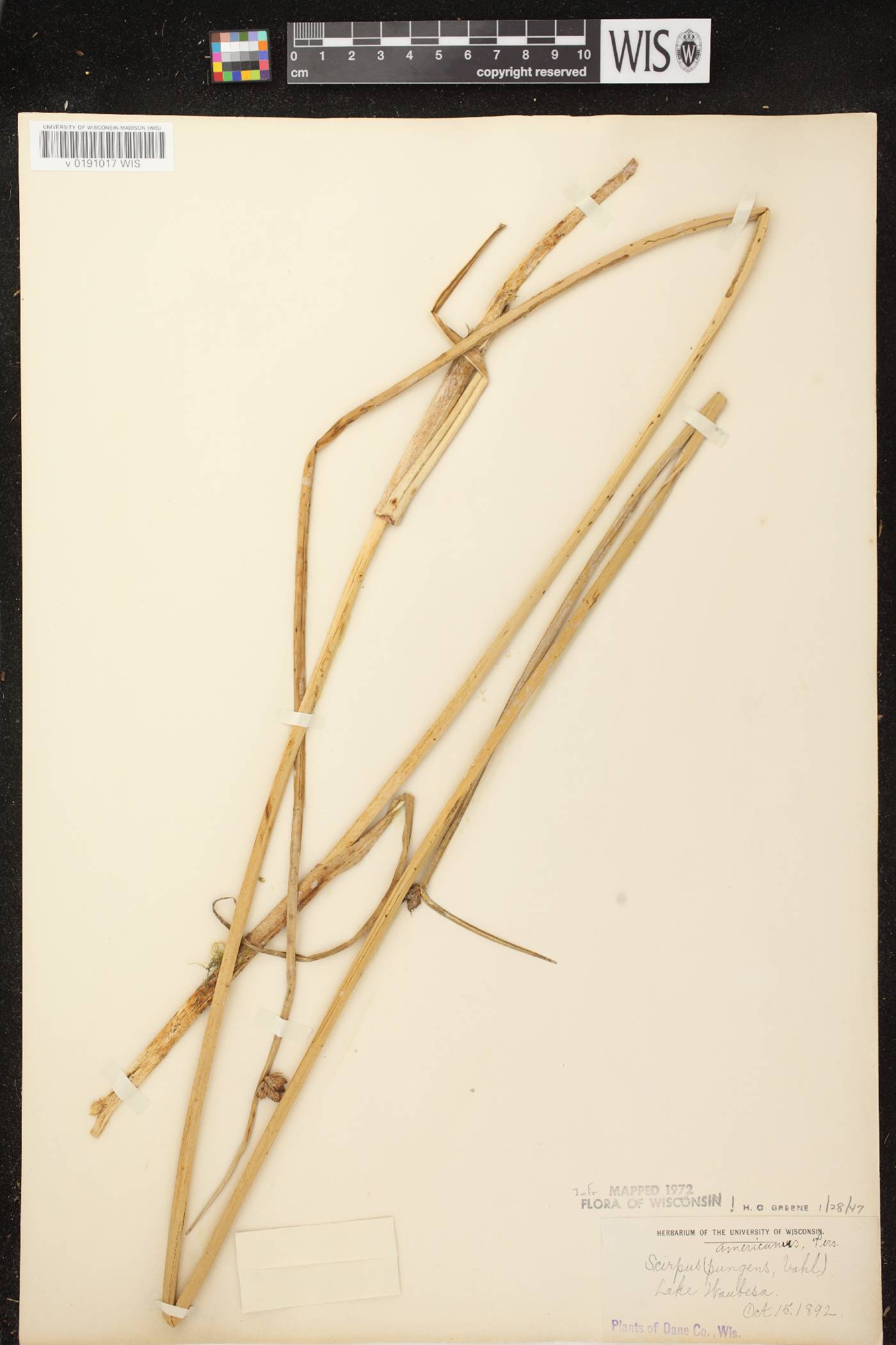 Schoenoplectus pungens image