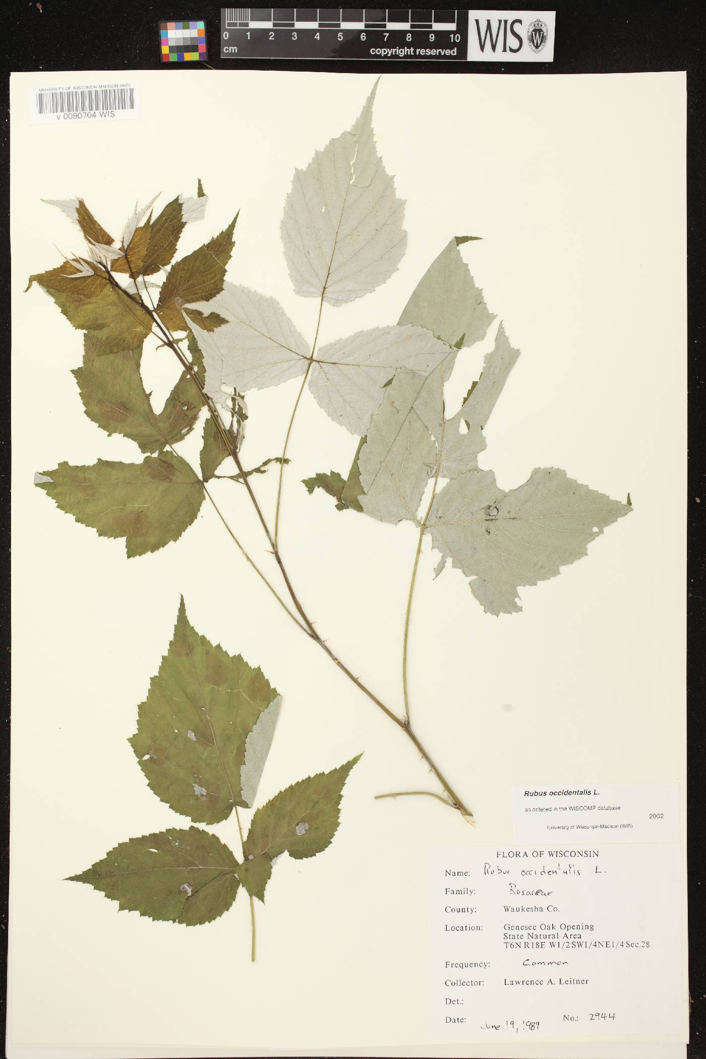 Rubus occidentalis image