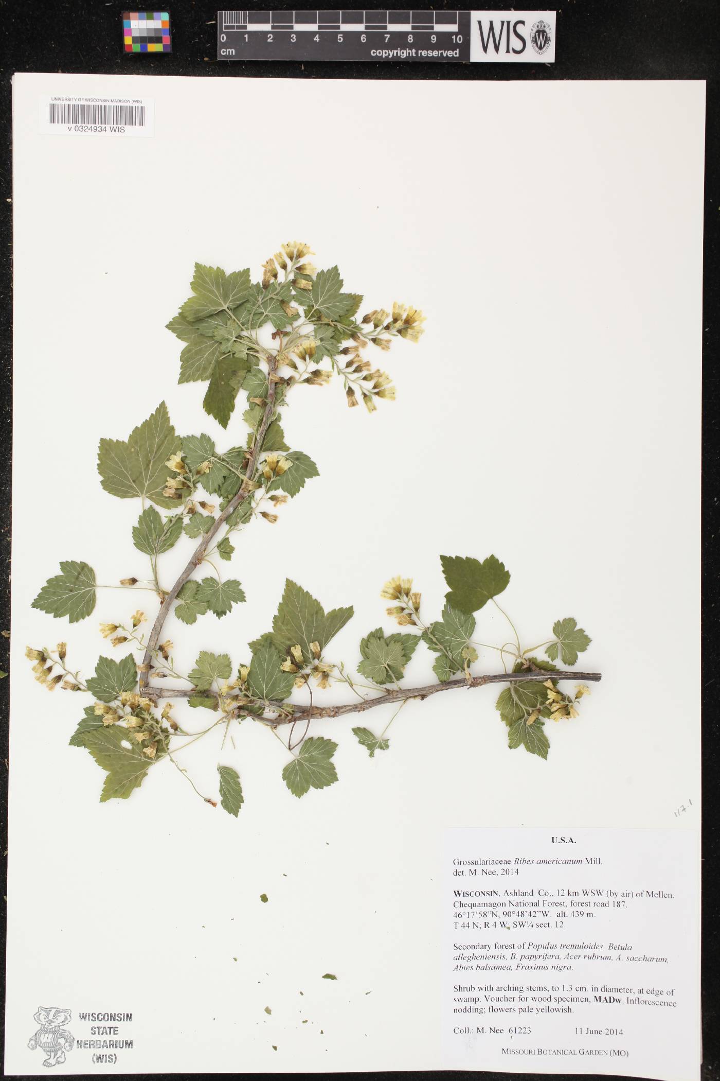 Ribes americanum image