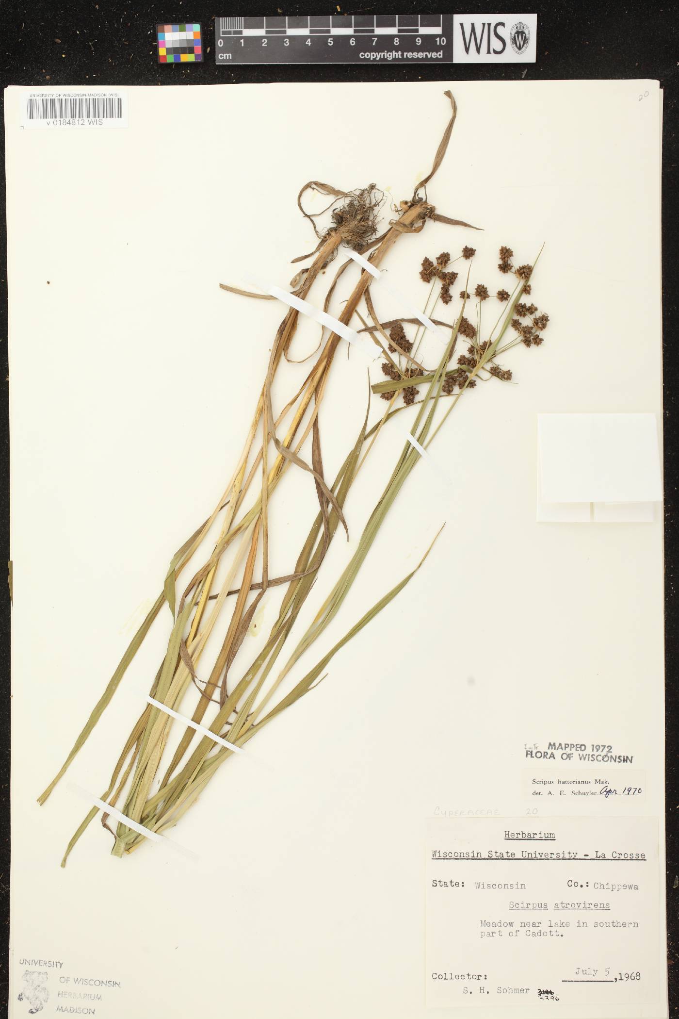 Scirpus hattorianus image
