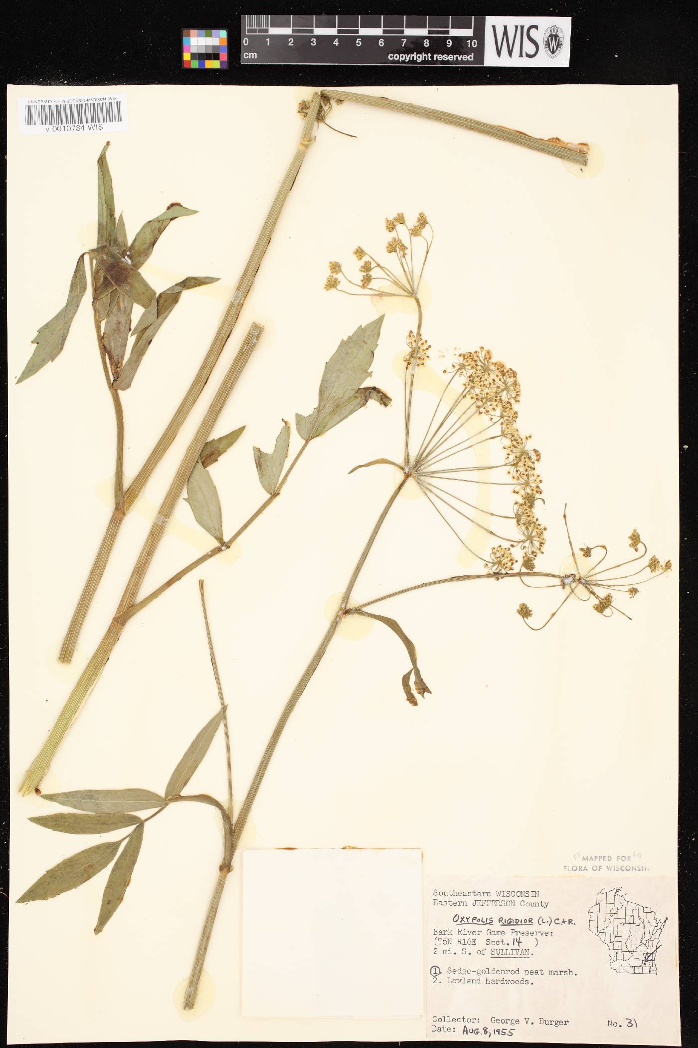 Oxypolis rigidior image
