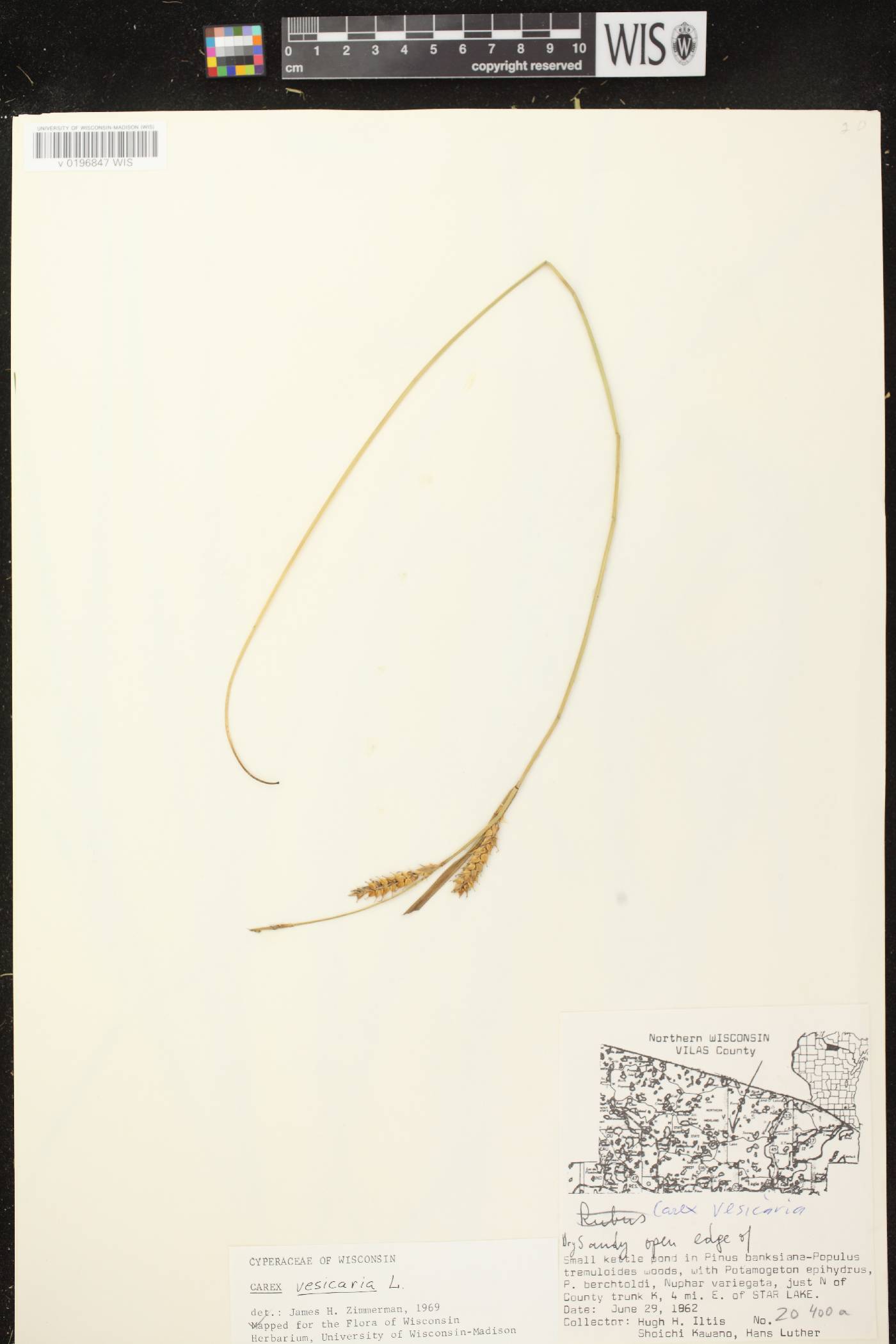 Carex vesicaria image