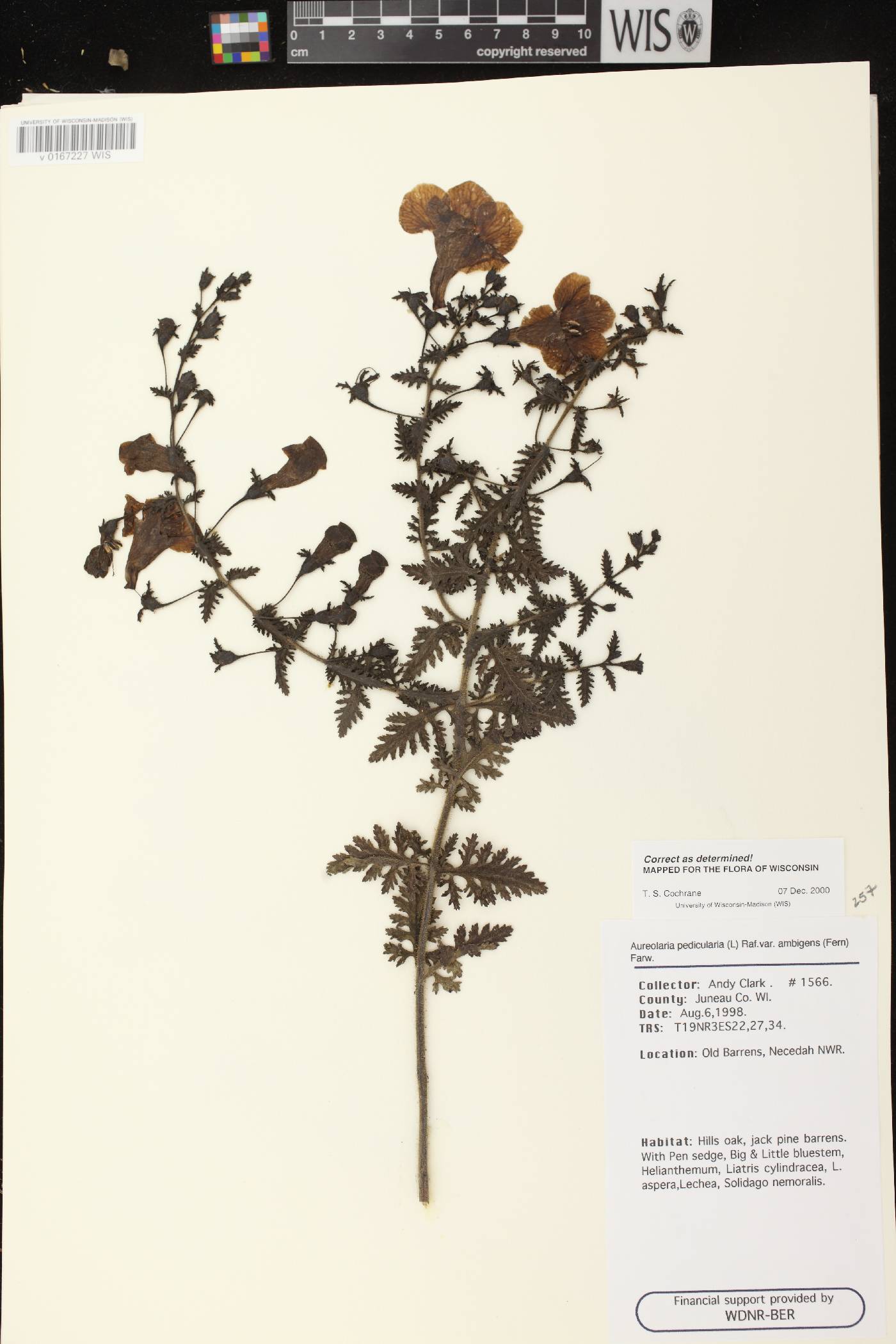 Aureolaria pedicularia image