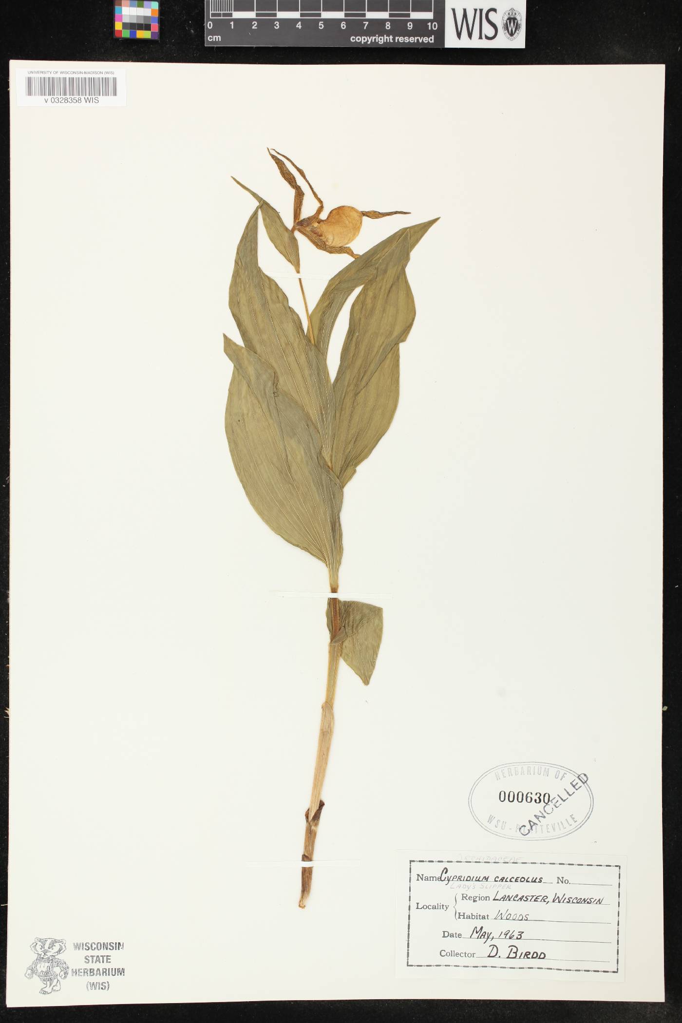 Cypripedium parviflorum image