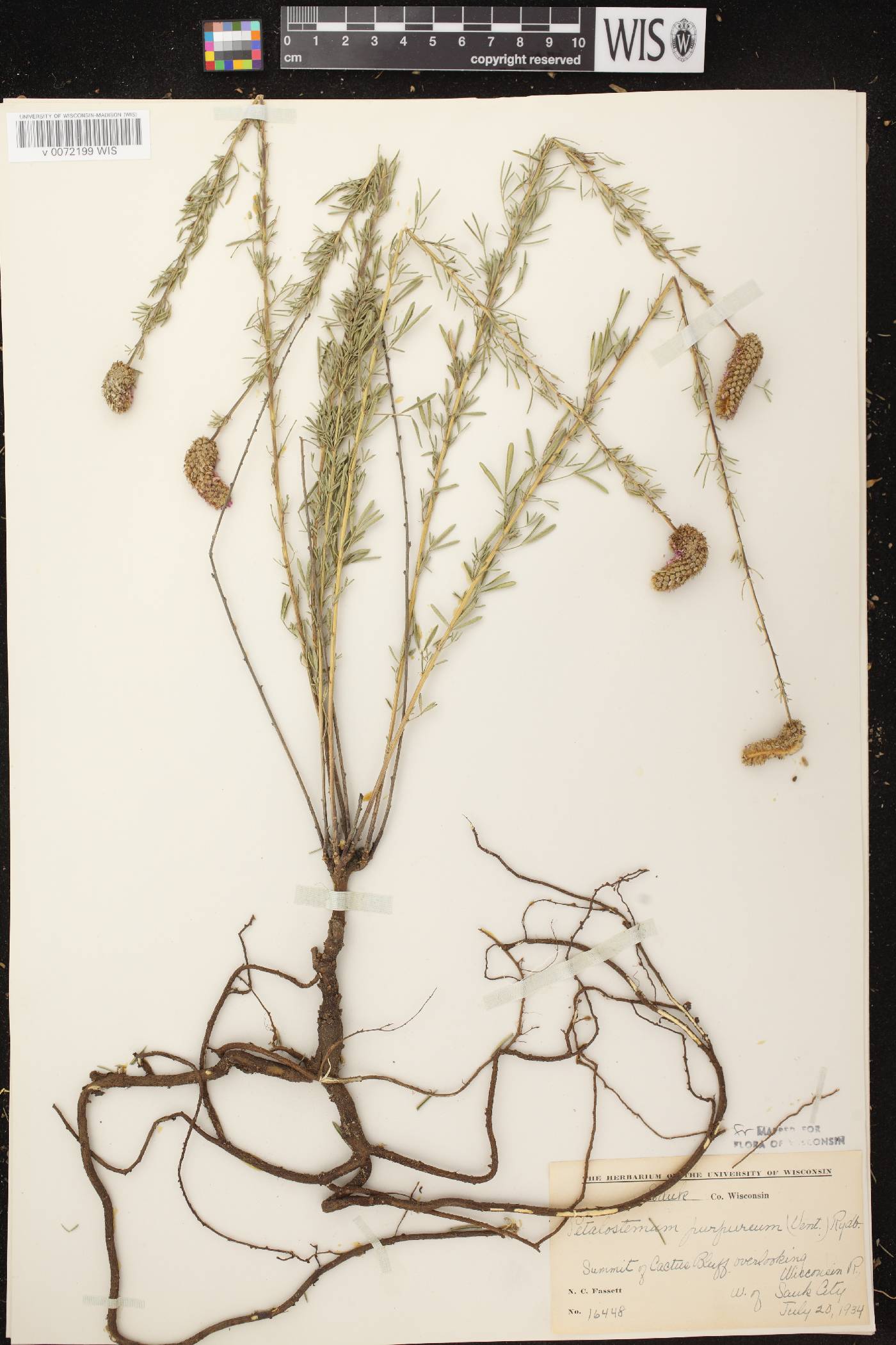 Dalea purpurea image