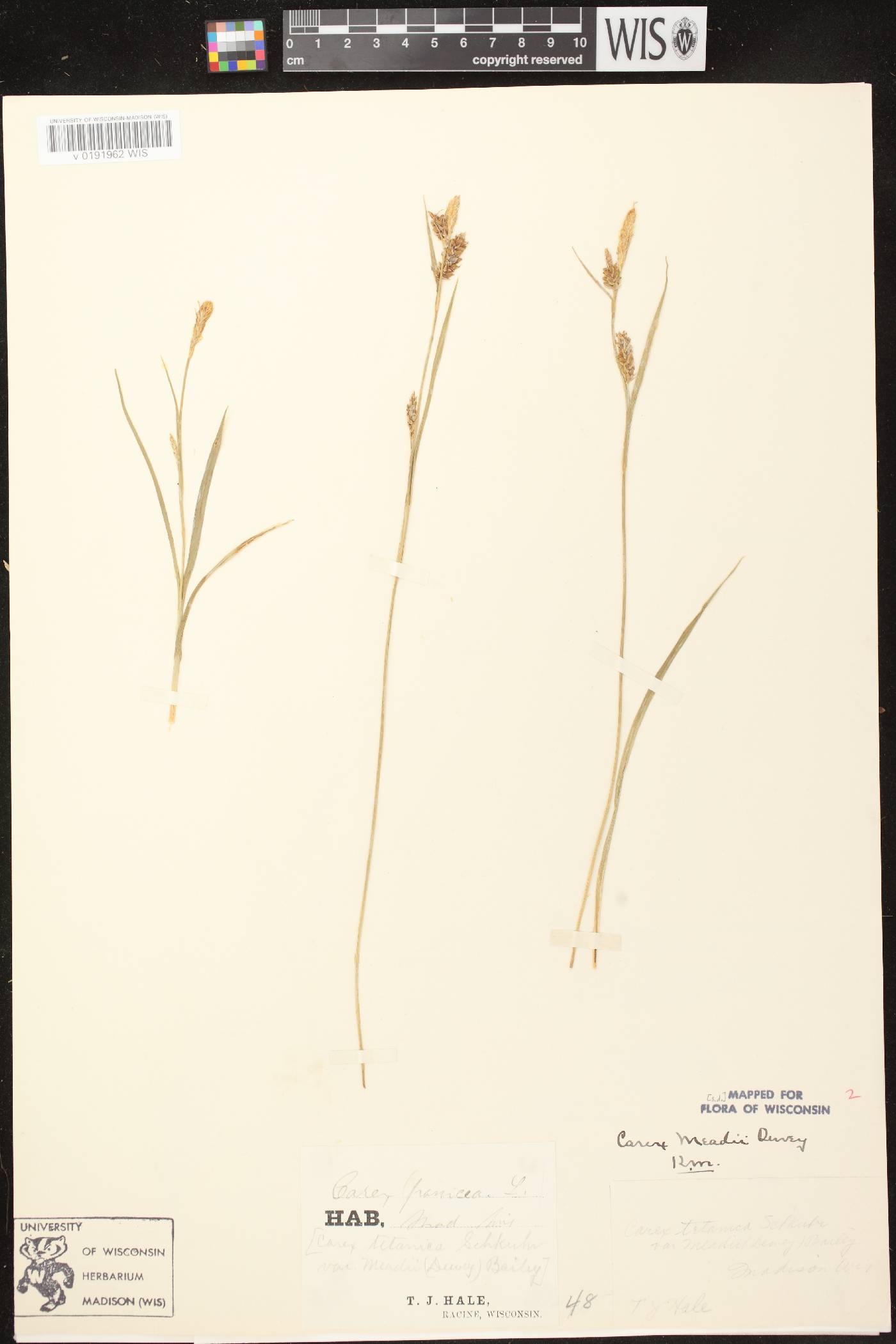 Carex meadii image