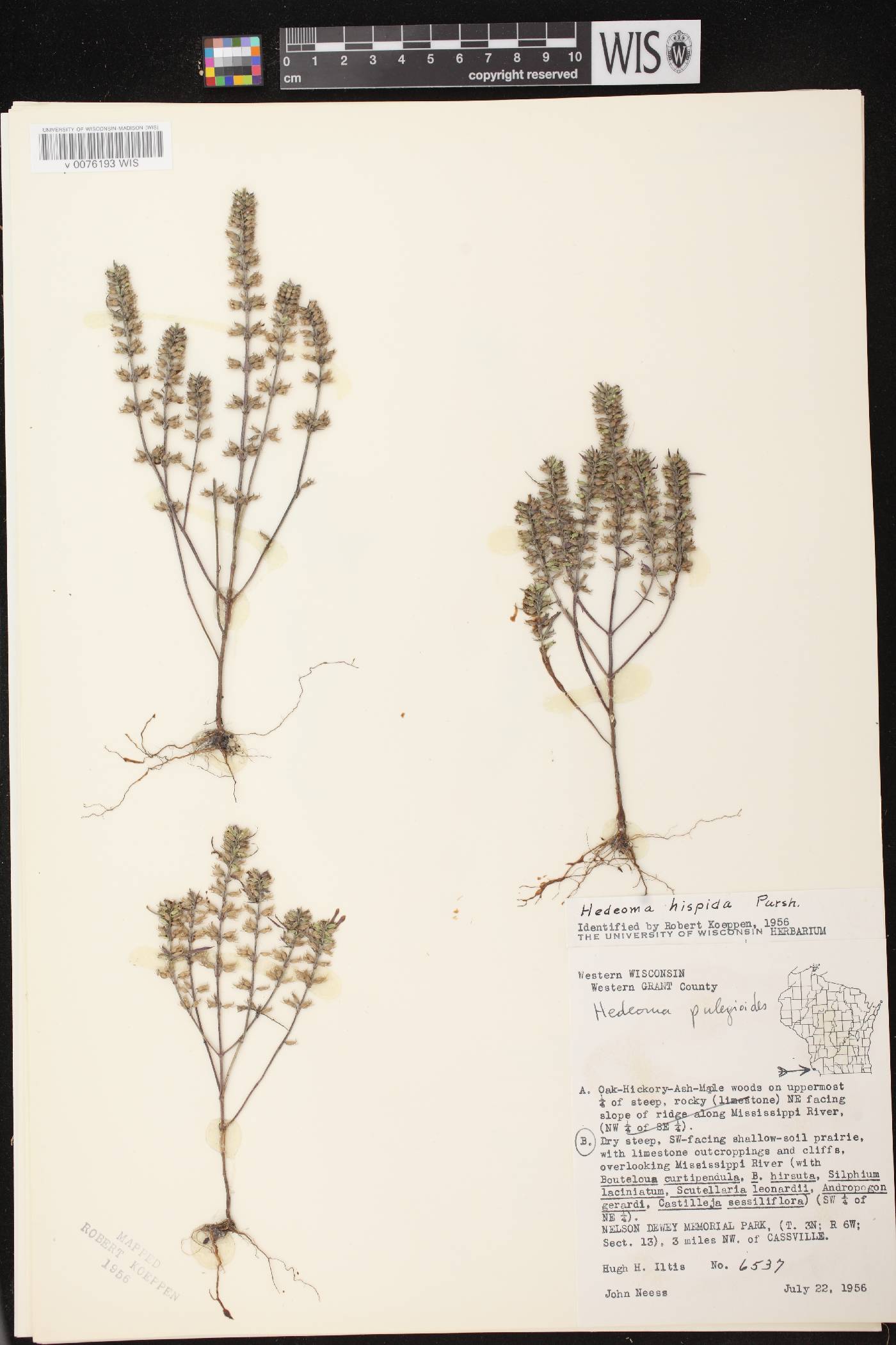 Hedeoma hispida image