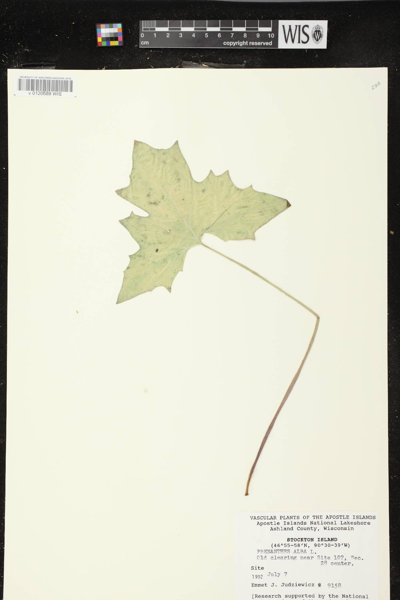 Prenanthes alba image