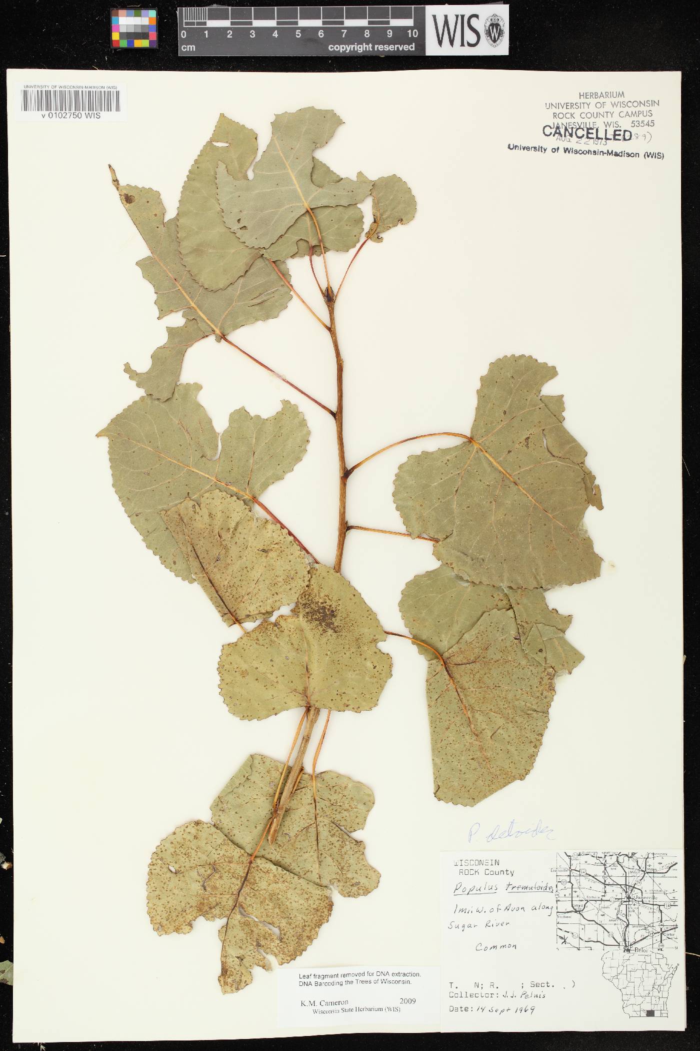 Populus deltoides subsp. monilifera image