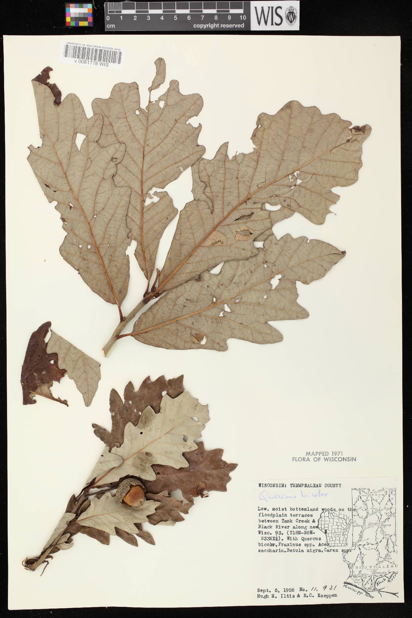 Quercus bicolor image