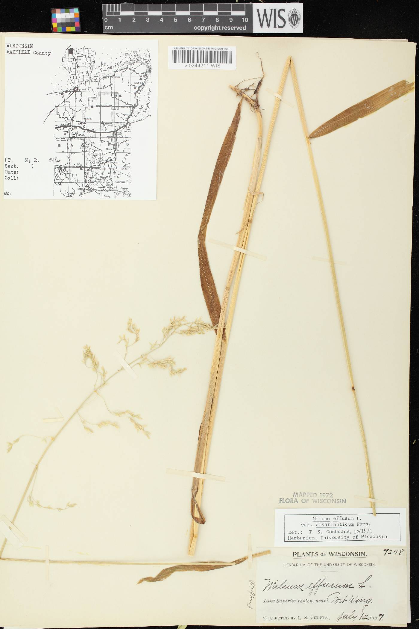 Milium effusum image