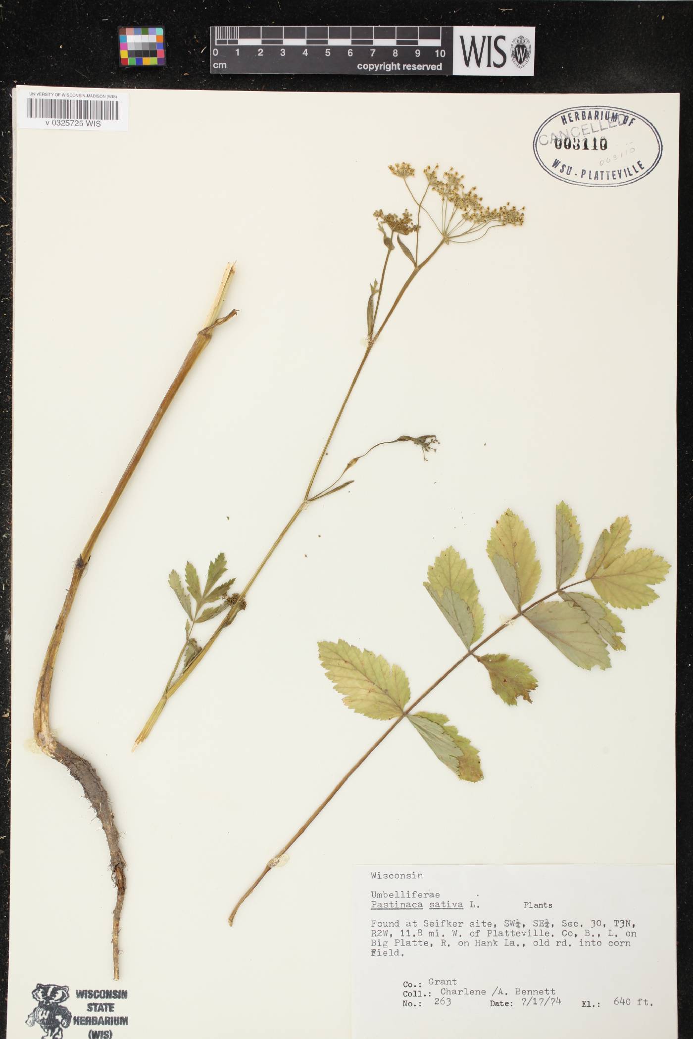 Pastinaca sativa image