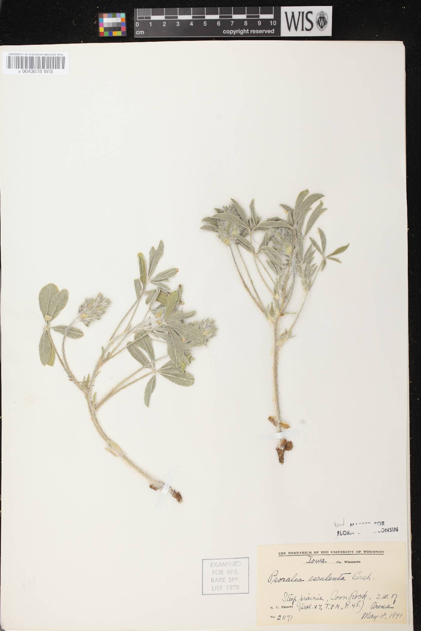 Pediomelum esculentum image