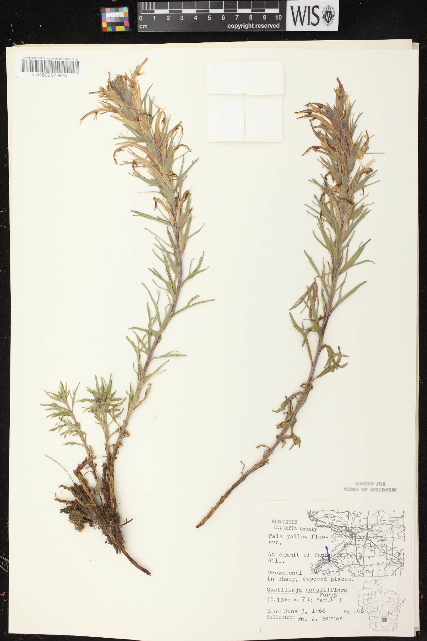 Castilleja sessiliflora image