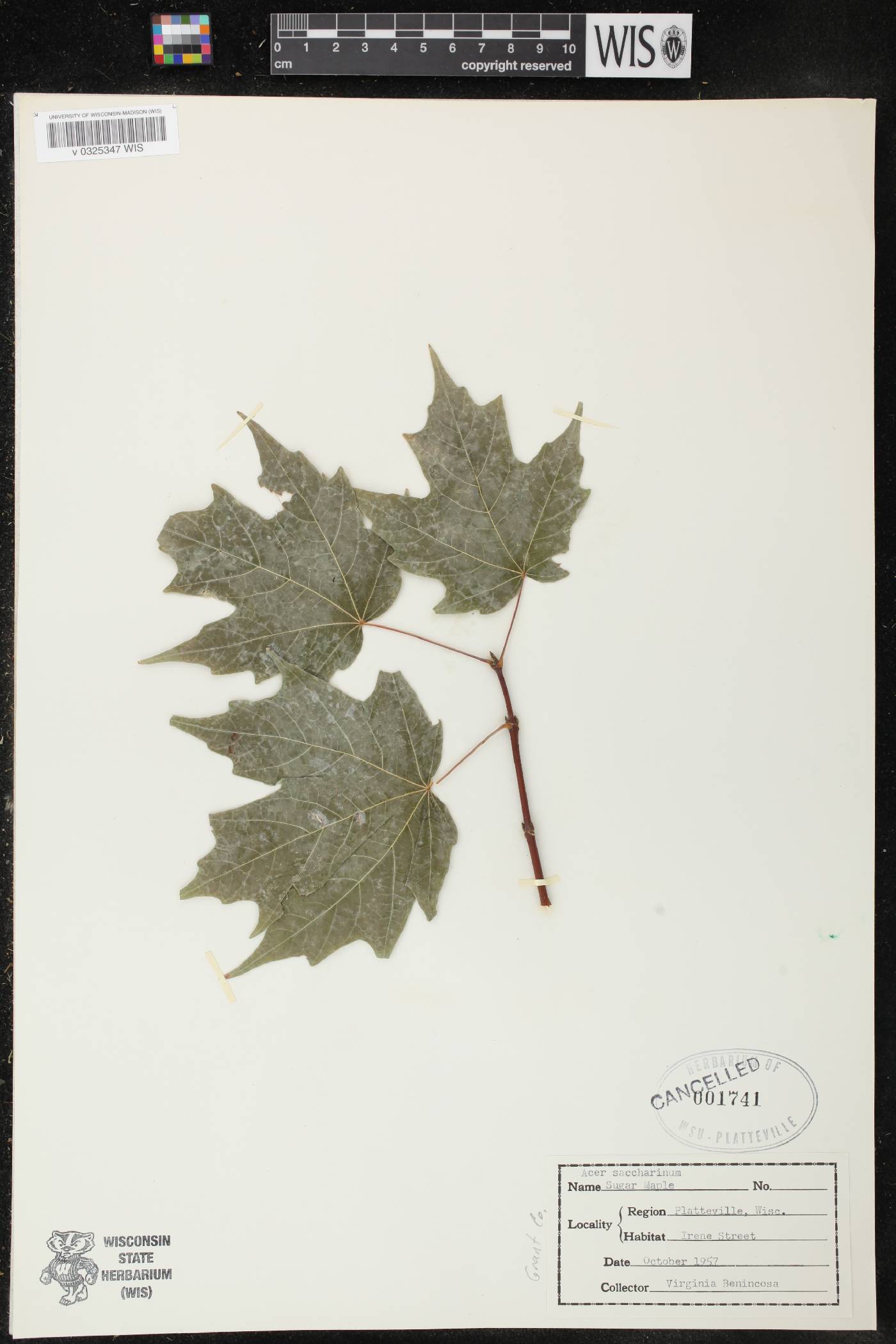 Acer saccharinum image