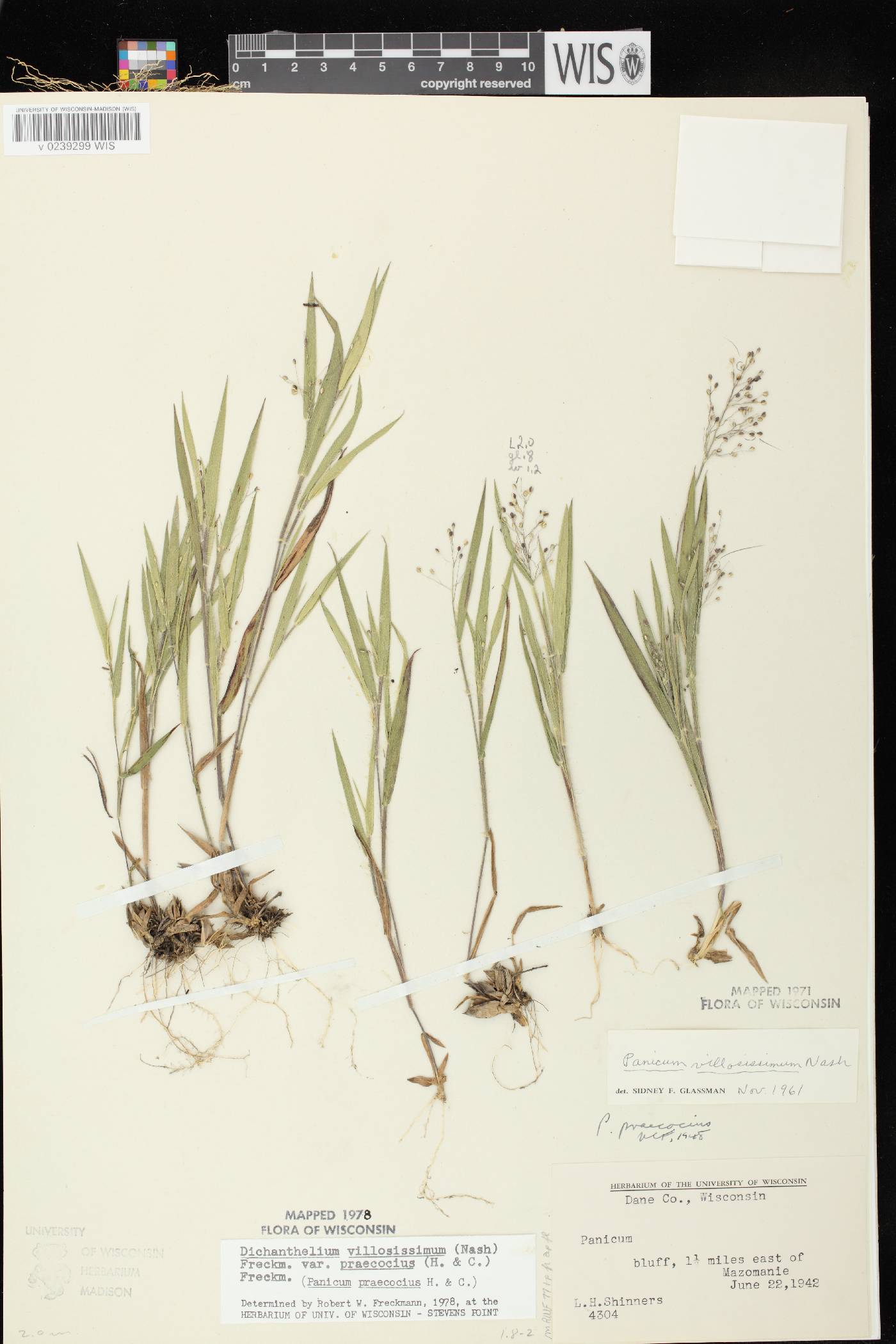 Dichanthelium villosissimum var. praecocius image
