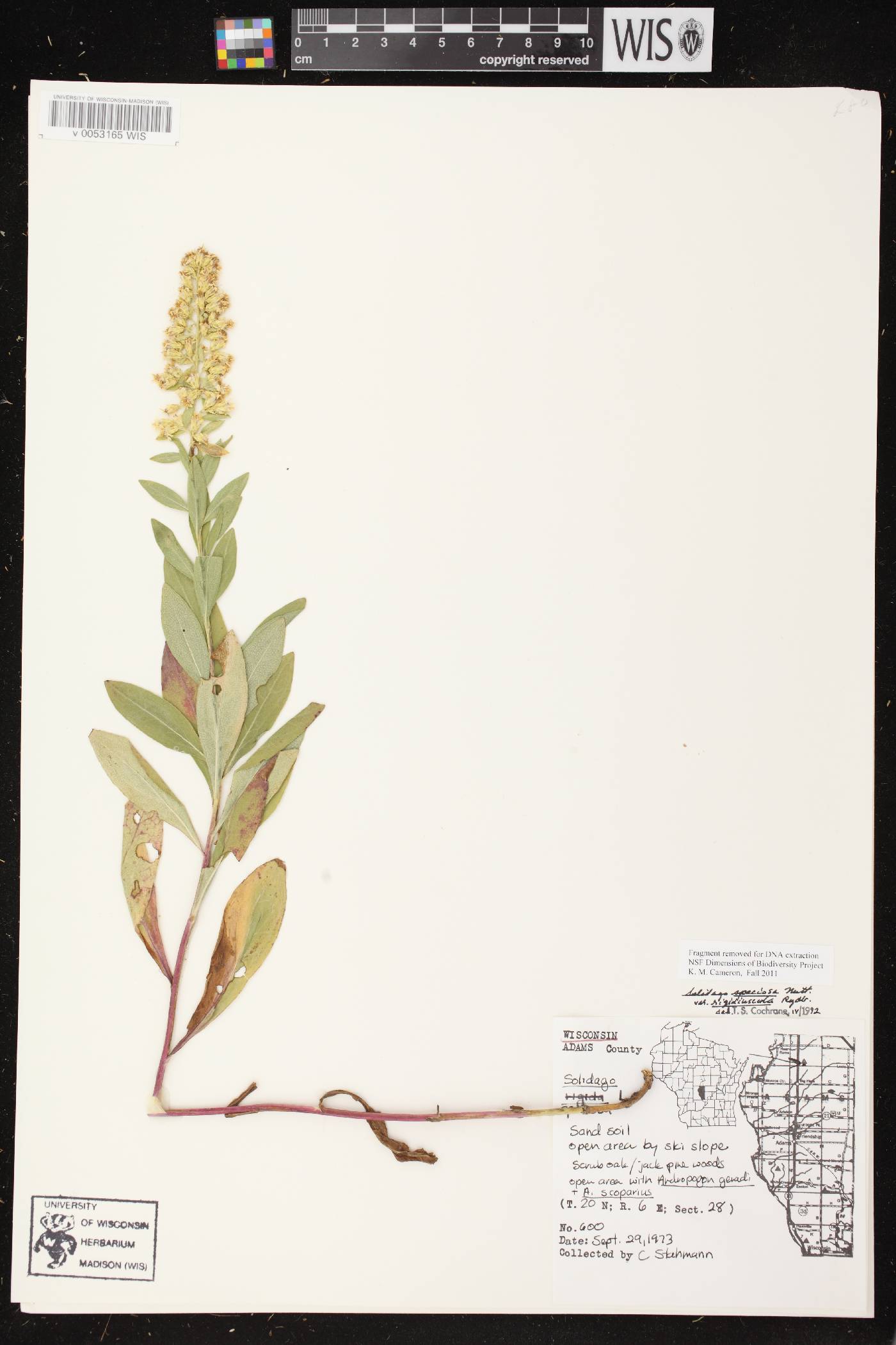Solidago speciosa subsp. speciosa var. rigidiuscula image